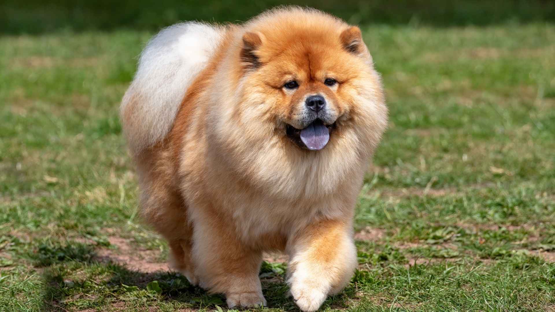 10 Dog Breeds With Spotted Tongues That Dogs Wear Them Proudly