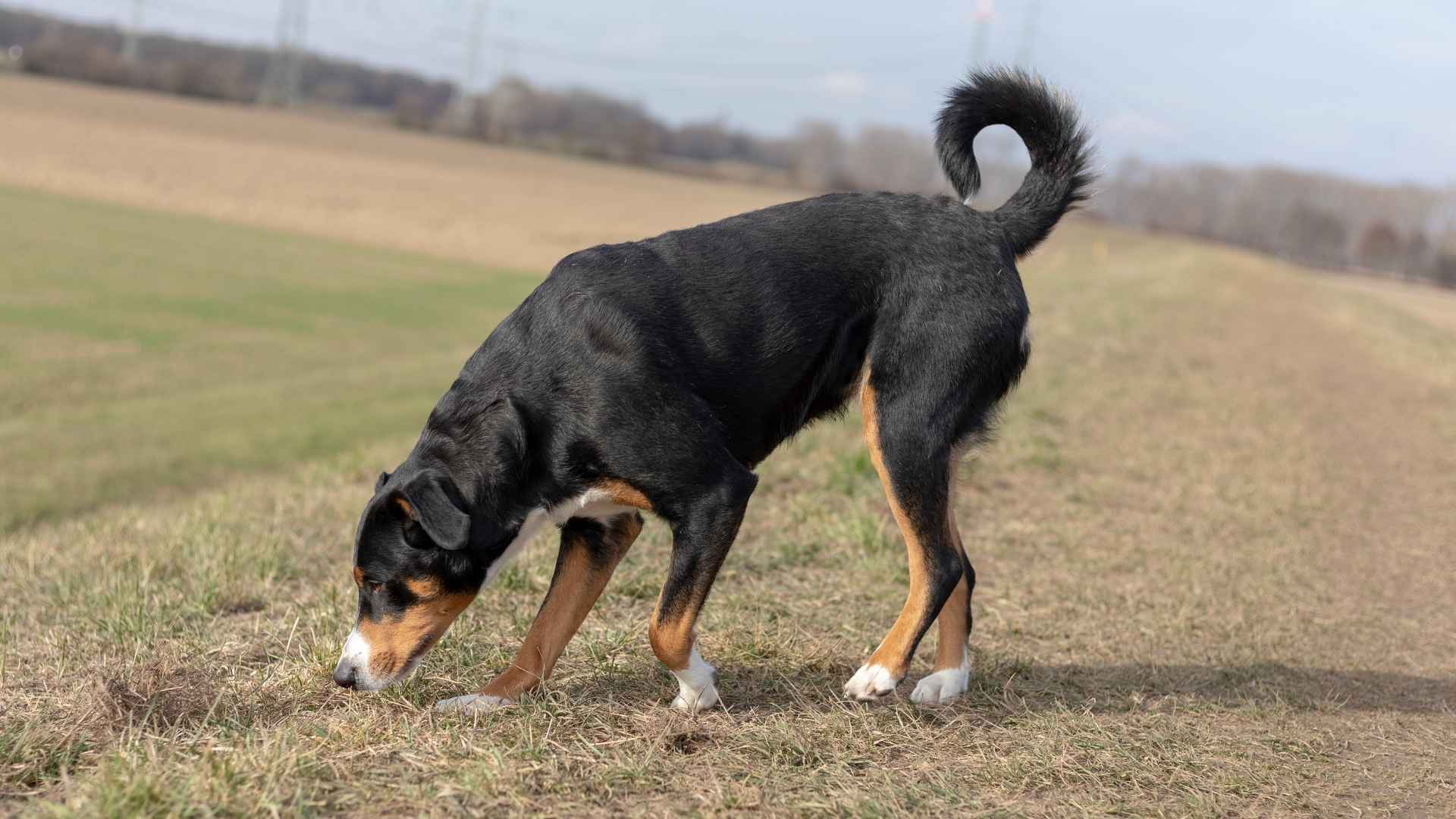 10 Dog Breeds With The Loudest Sniffs: Exceptional Smelling Senses