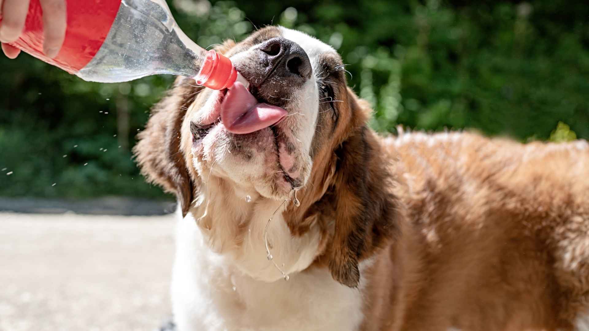 10 Dog Breeds With The Messiest Drinking Habits: Prepare to Mop!