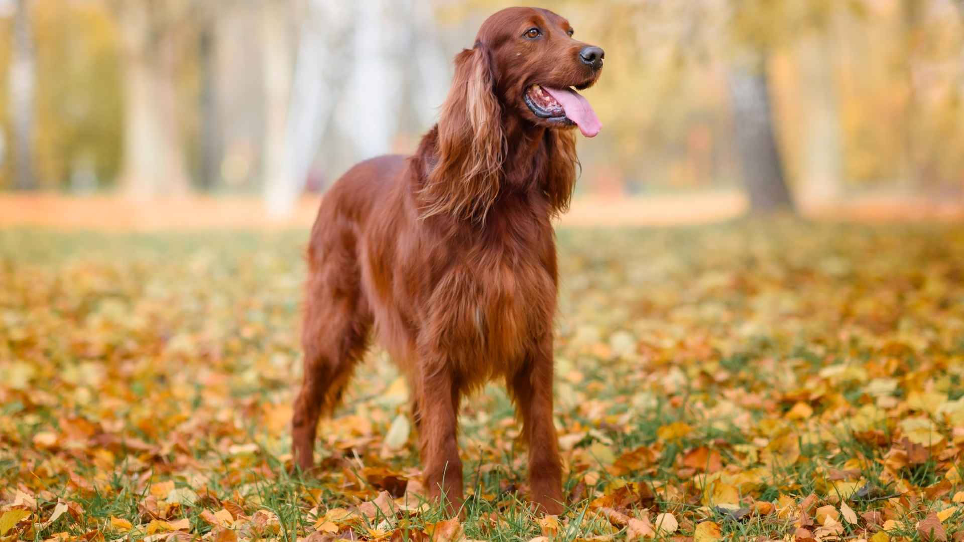 10 Dog Breeds With The Most Silky Coats That Wow and Impress