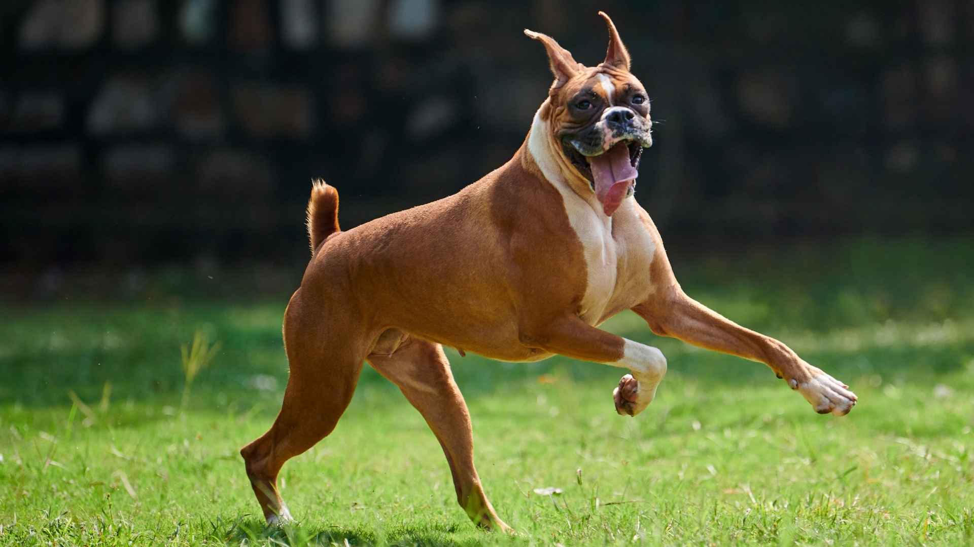10 Dog Breeds With Unique Extra-Long Tongues That Will Surprise You