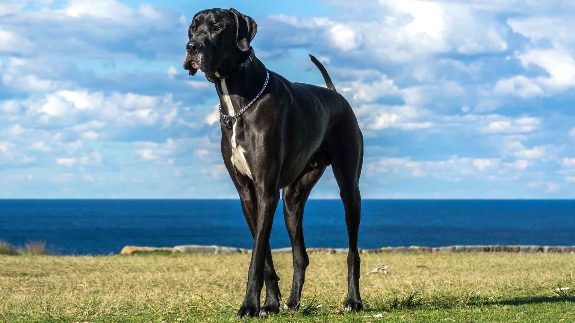 10 Dog Breeds With Unusually Fast Growth That Hit Their Full Size Early