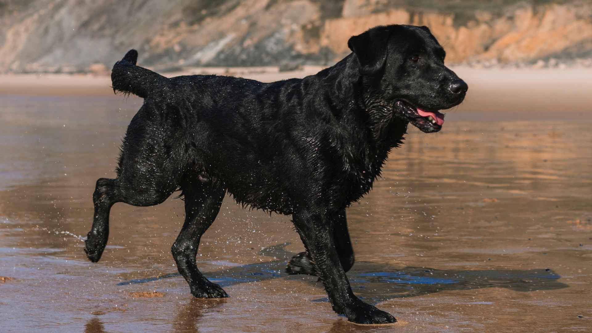 10 Dog Breeds With Webbed Feet for All Water Lovers