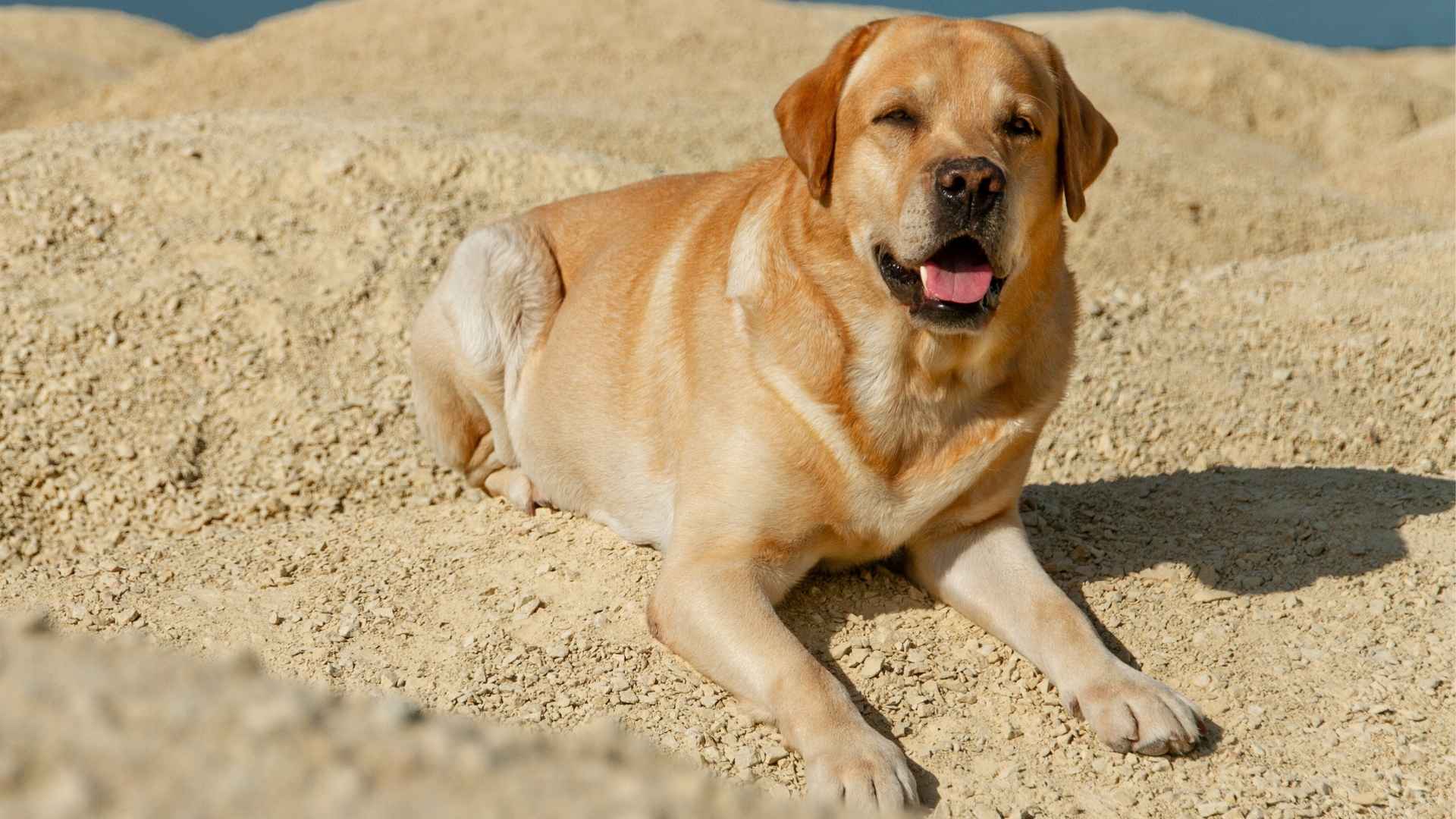 10 Dog Breeds for Hot Climates That Handle Heat Well