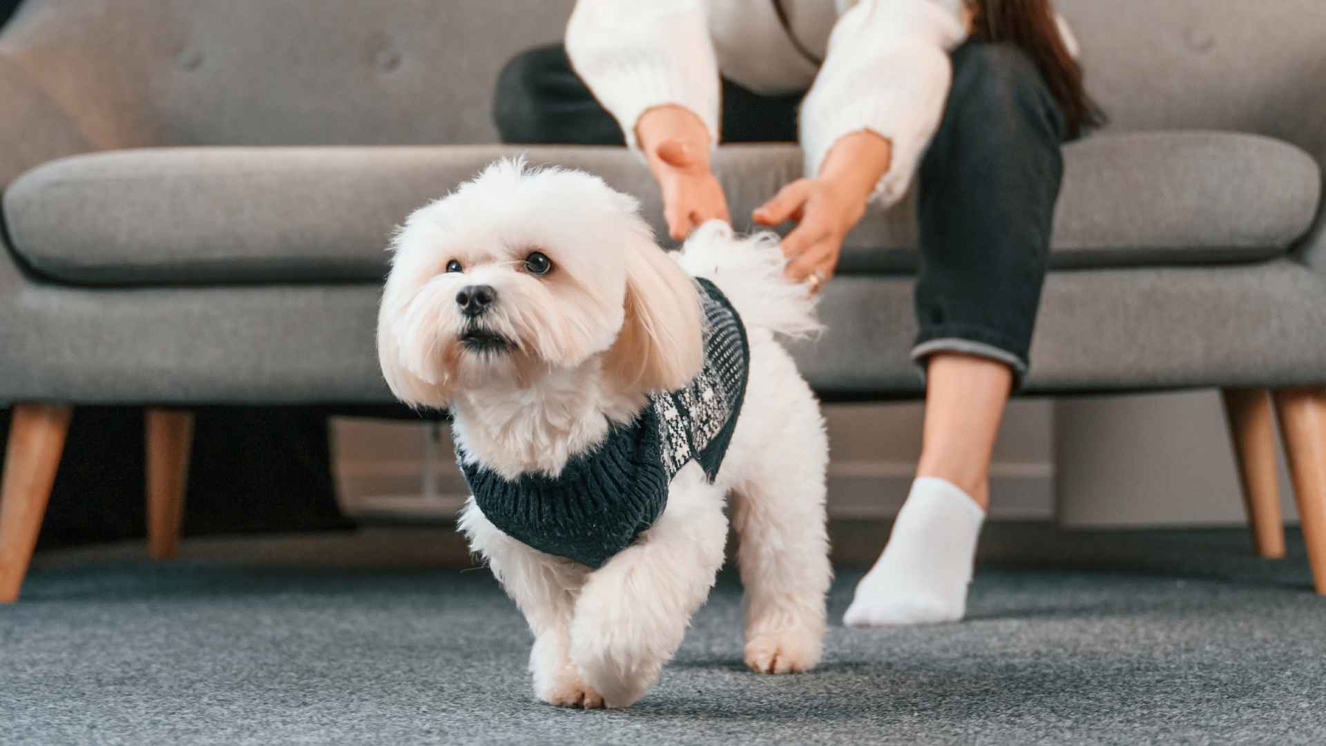 10 Dog Breeds for Low Allergen Homes That Bring Joy, Not Sneezes
