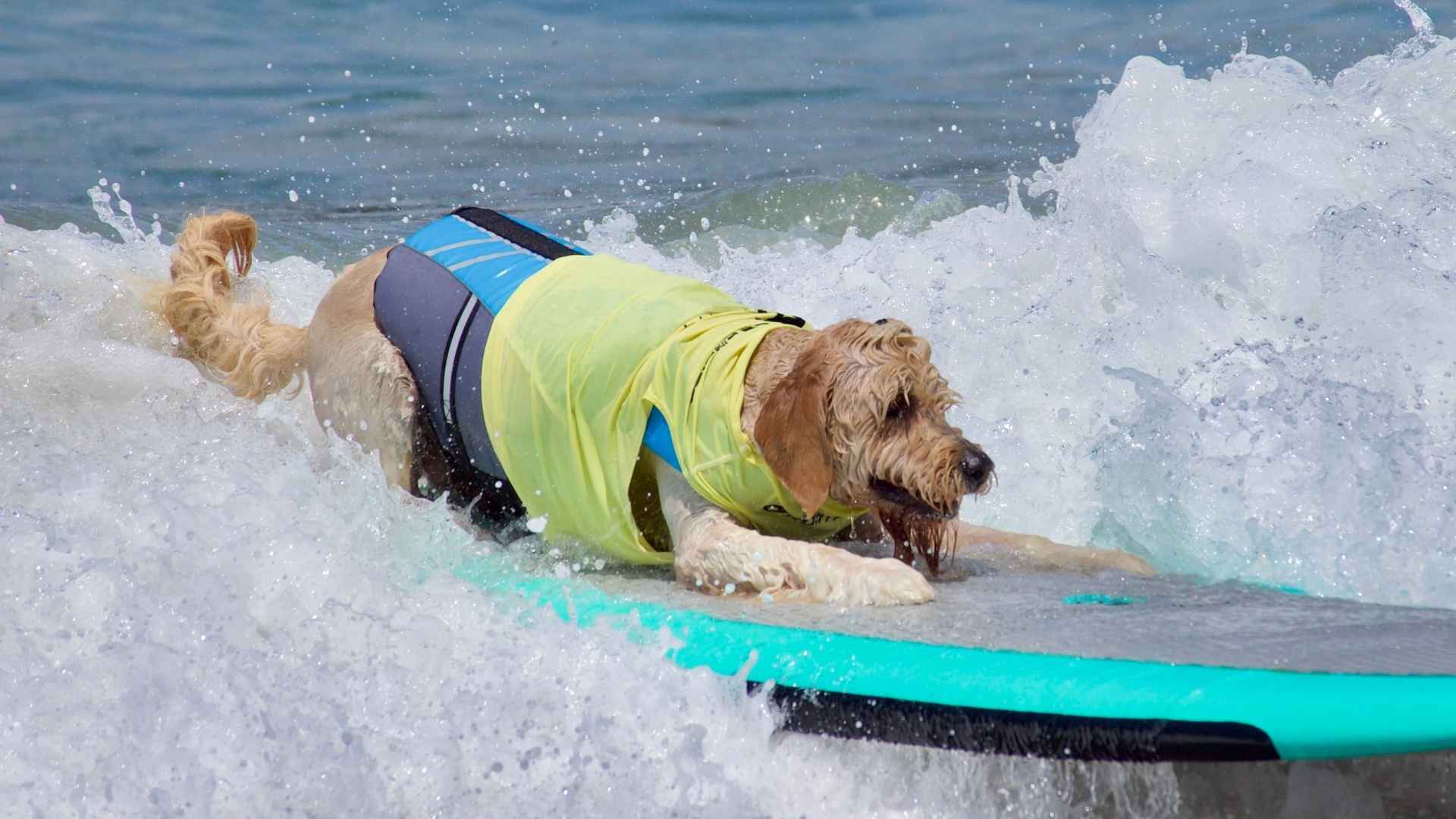10 Dog Breeds that Love Pedal Boarding: Always Ready for Adventure on Water