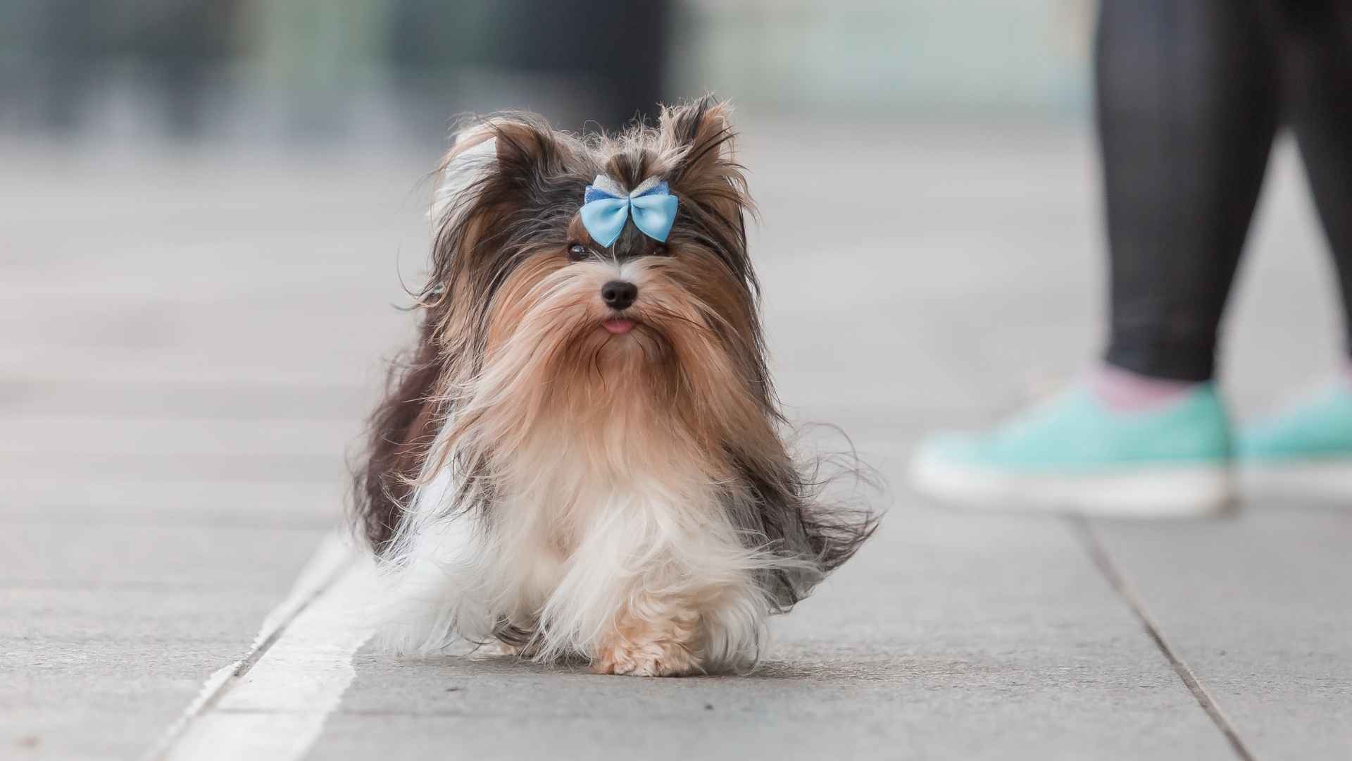 10 Dog Breeds that Move Well in Crowded Cities