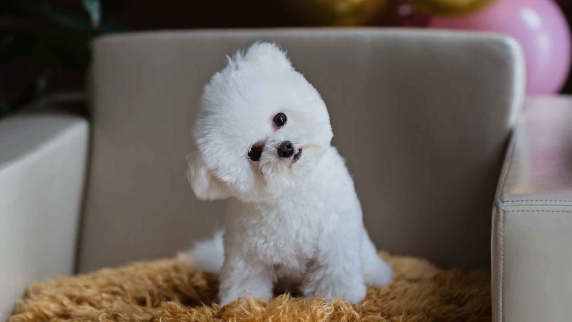 10 Dog Breeds with Almost No Odor for a Fresh Home Environment