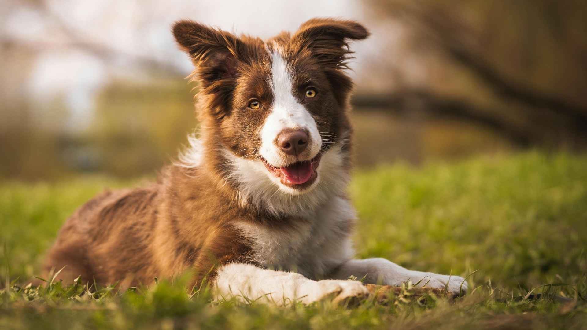 10 Dog Breeds with Hazel Eyes That Will Steal Your Heart