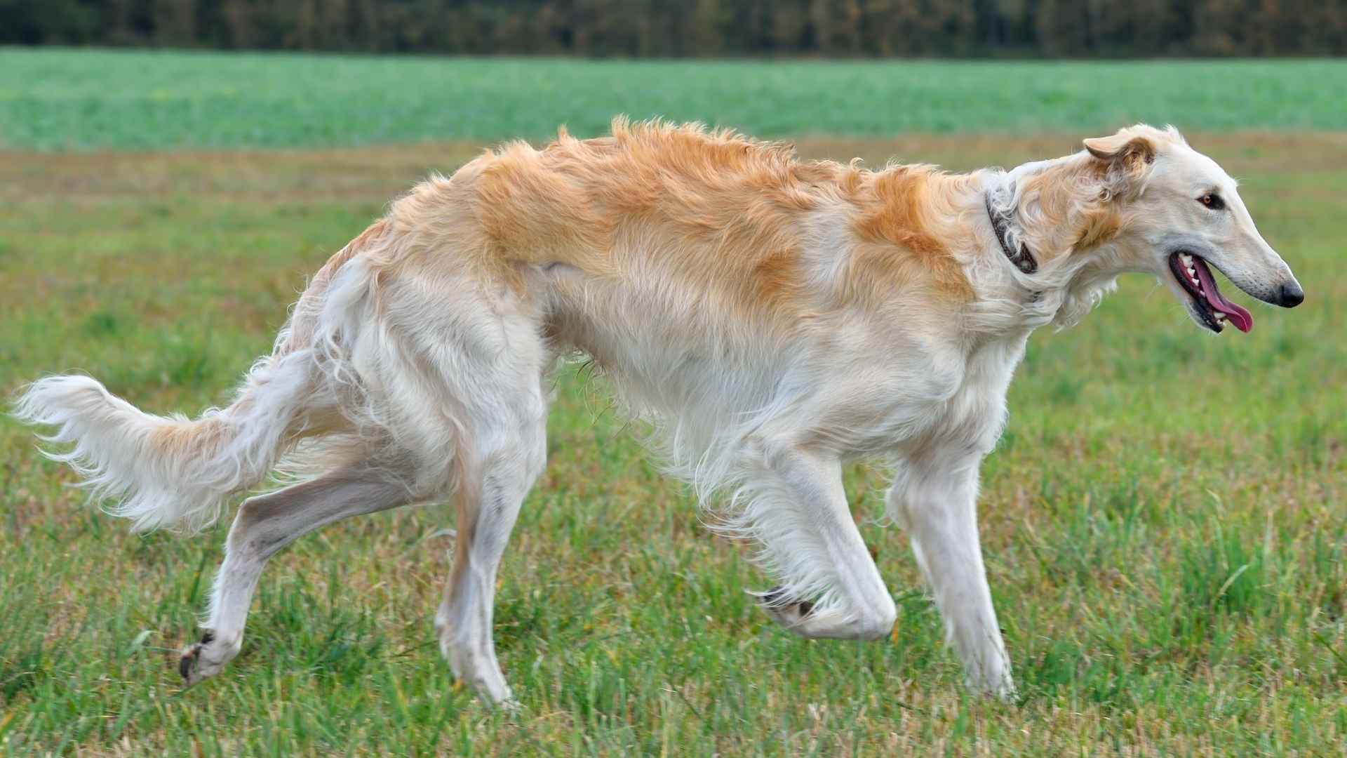10 Dog Breeds with Strong Prey Drive: Born to Chase and Hunt