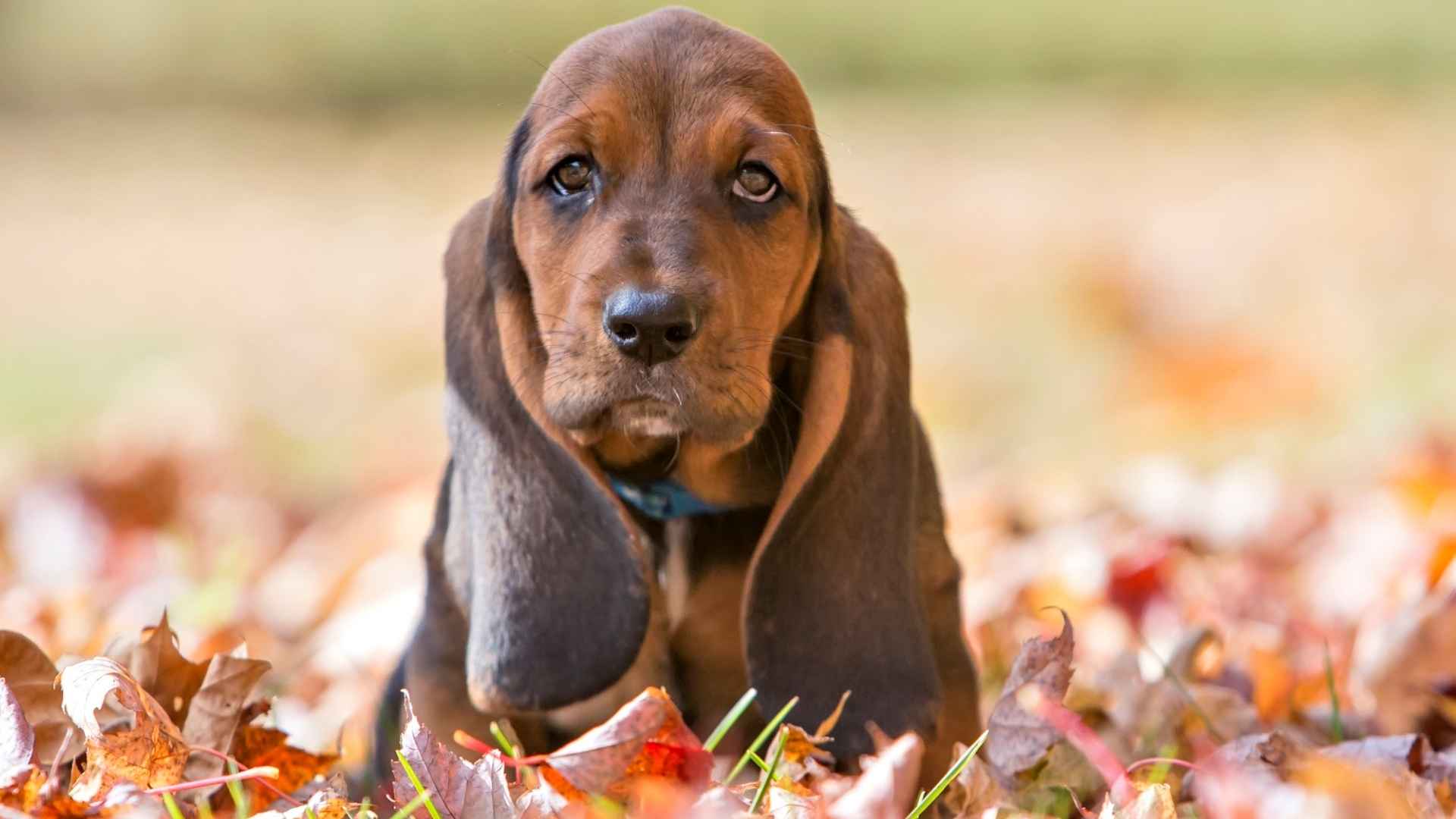 10 Dog Breeds with Velvet Ears You’ll Want to Caress All Day