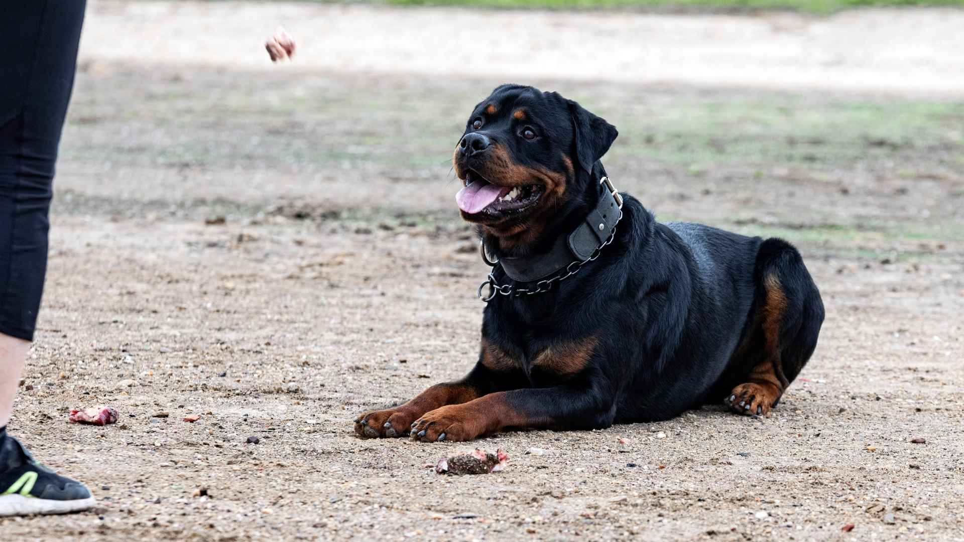 10 Fast Learning Dog Breeds for Trick Training: Smart, Eager, Trainable