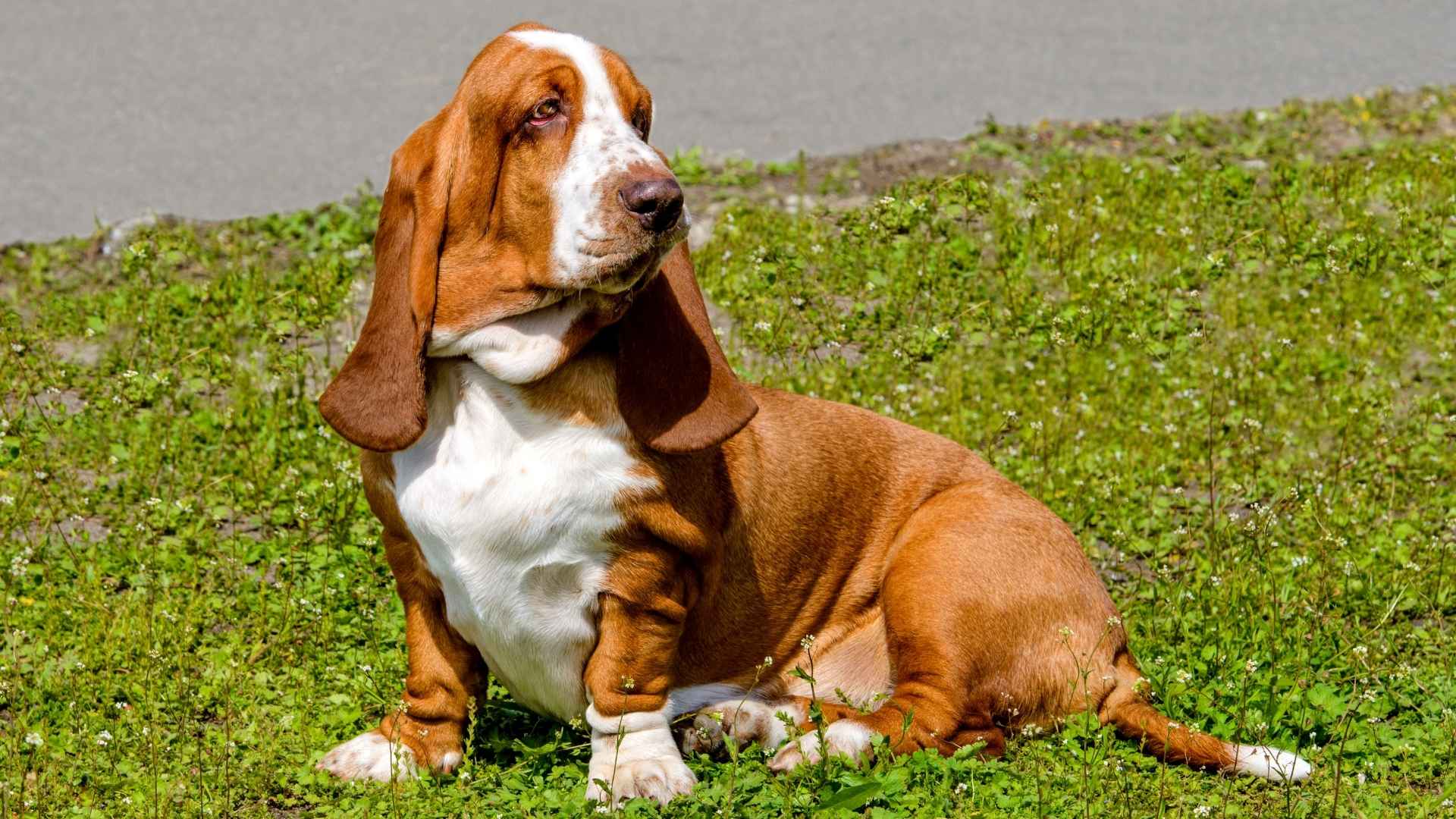 10 Floppy-Eared Dog Breeds That Steal Hearts Everywhere