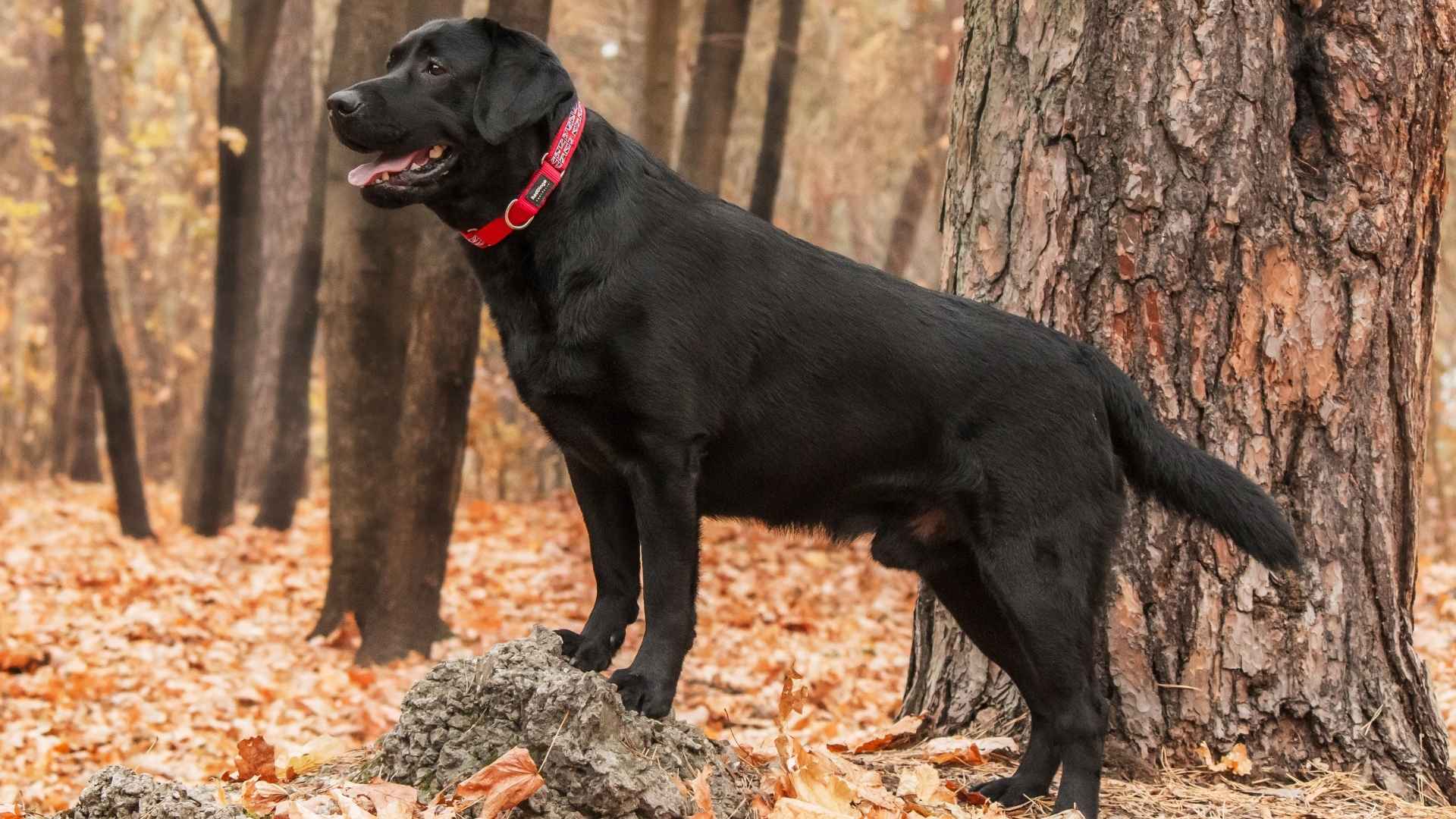 10 Forest Search Dog Breeds That Are True Life-Savers