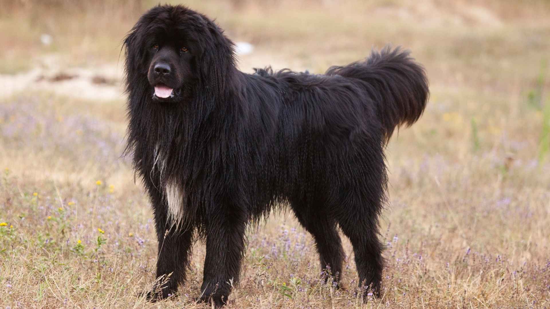 10 Heaviest Dog Breeds That Weigh The Most & You'll Want to Hug