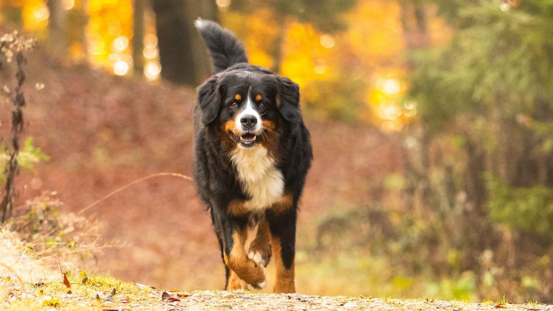 10 High-Exercise Needs XL Dog Breeds That Will Keep You Moving