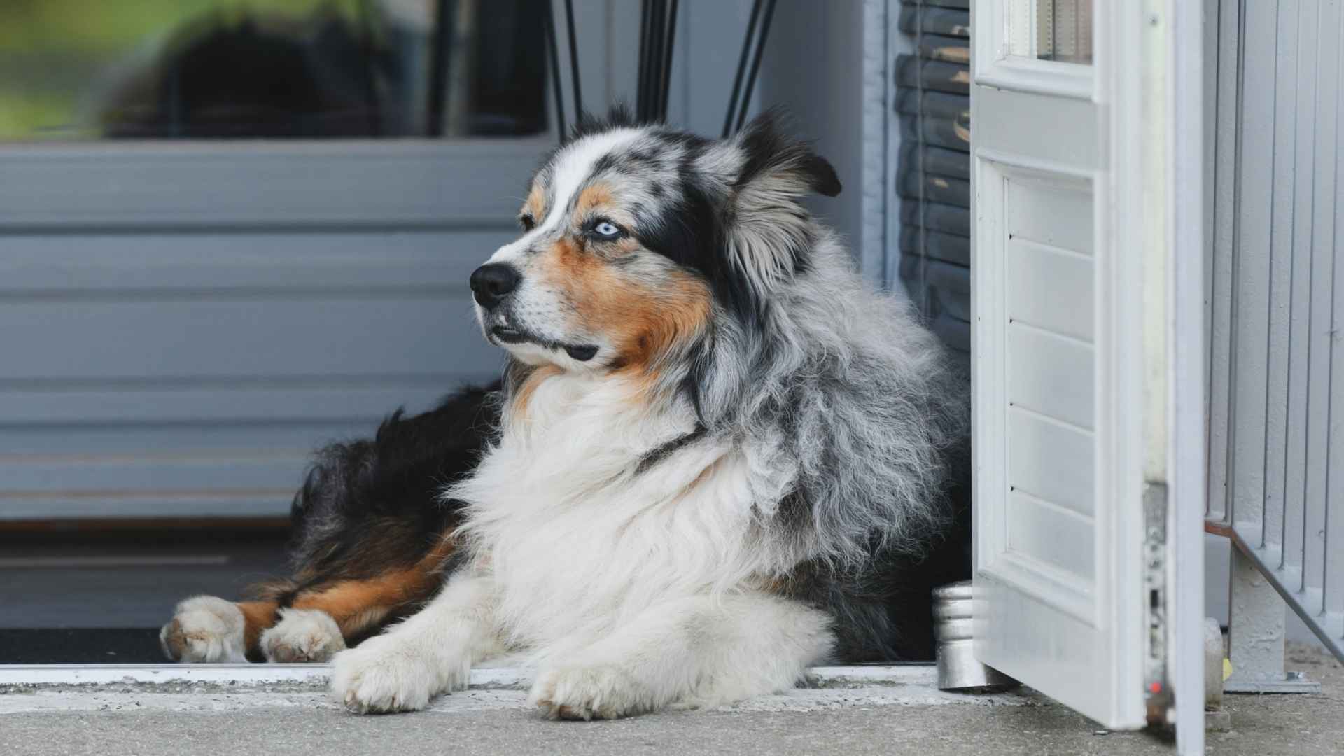 10 House Guard Dog Breeds That Defend Your Home with Loyalty