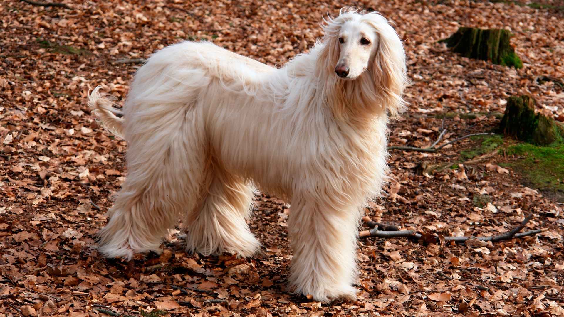 10 Hypoallergenic XL Dog Breeds That Won’t Trigger Your Sneezes
