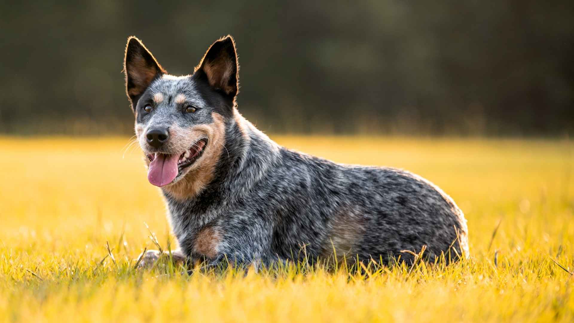 10 Least Health Problems Dog Breeds That Live Long and Thrive