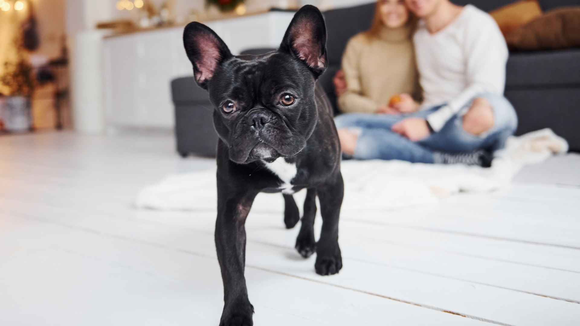10 Minimal Barking Dog Breeds For Families? Yes, They Exist!