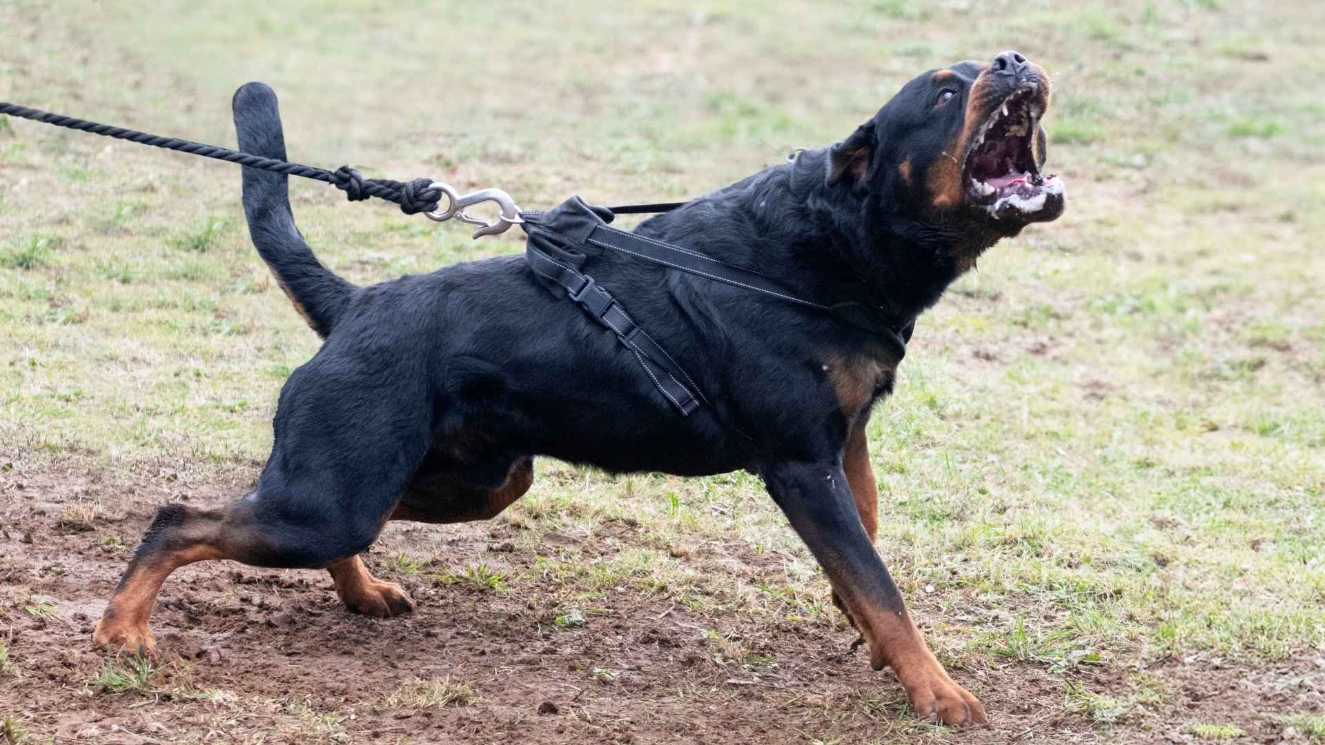 10 Most Aggressive Dog Breeds Not Suitable for First-Time Owners