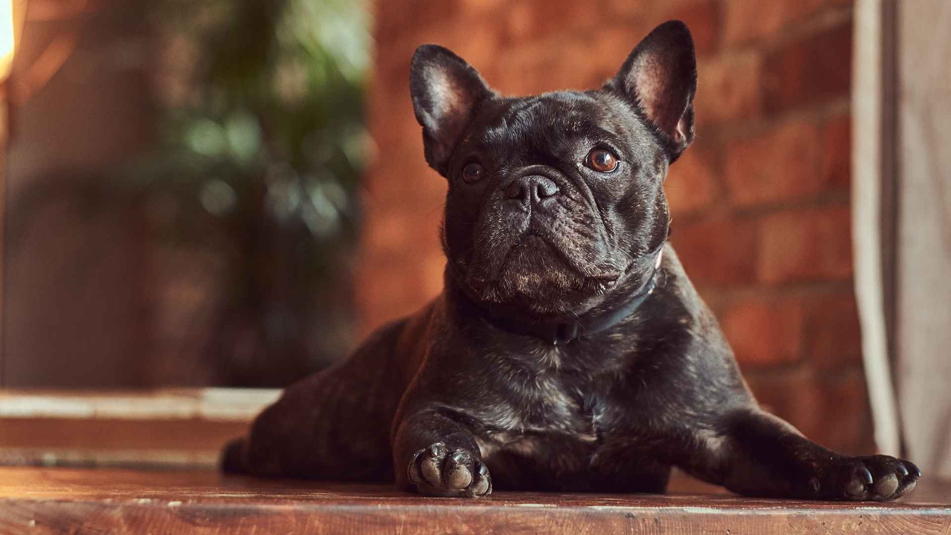 10 Most Calmest Dog Breeds in the World for Peaceful Homes