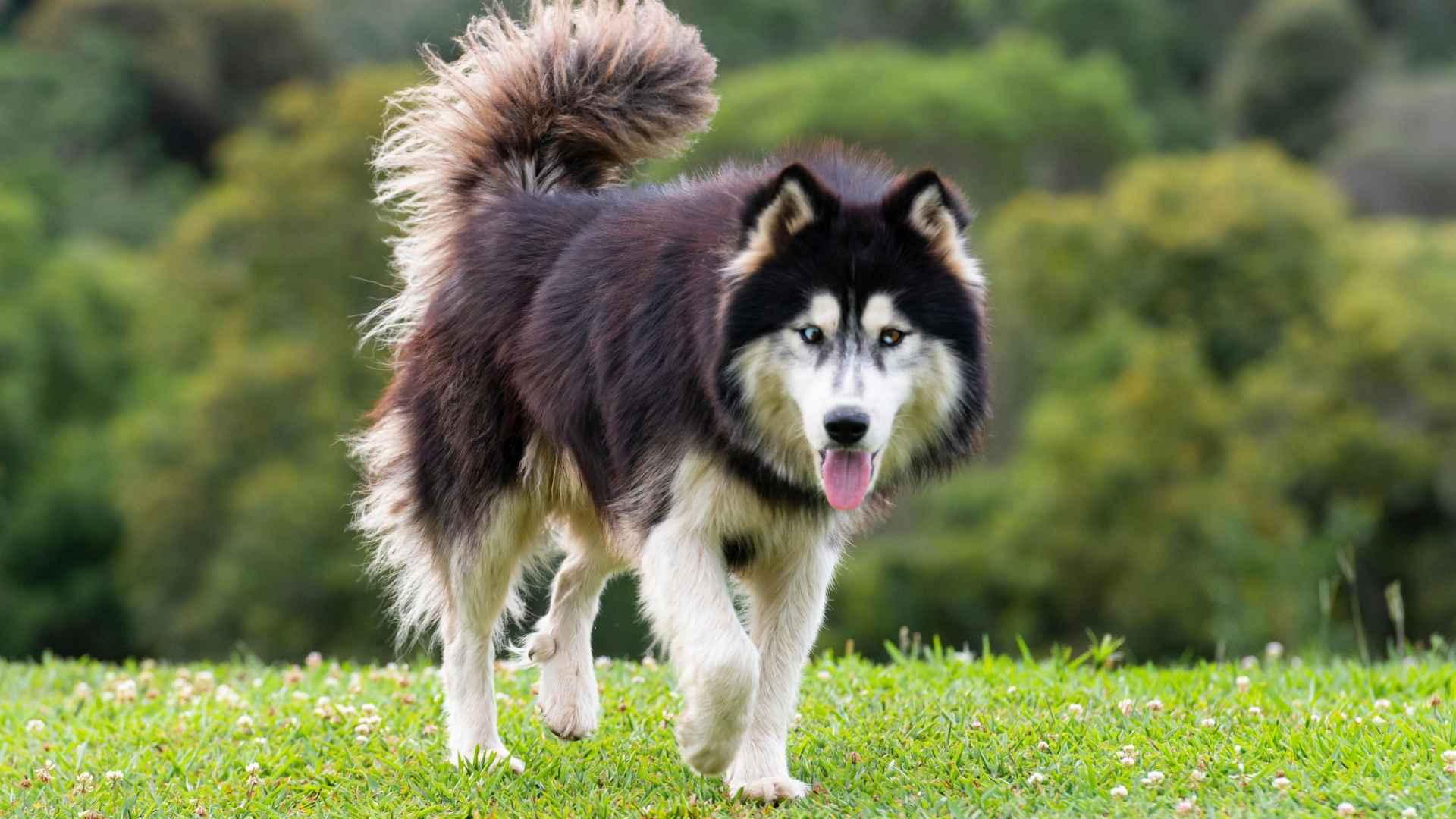 10 Most Determined Dog Breeds That Never Give Up