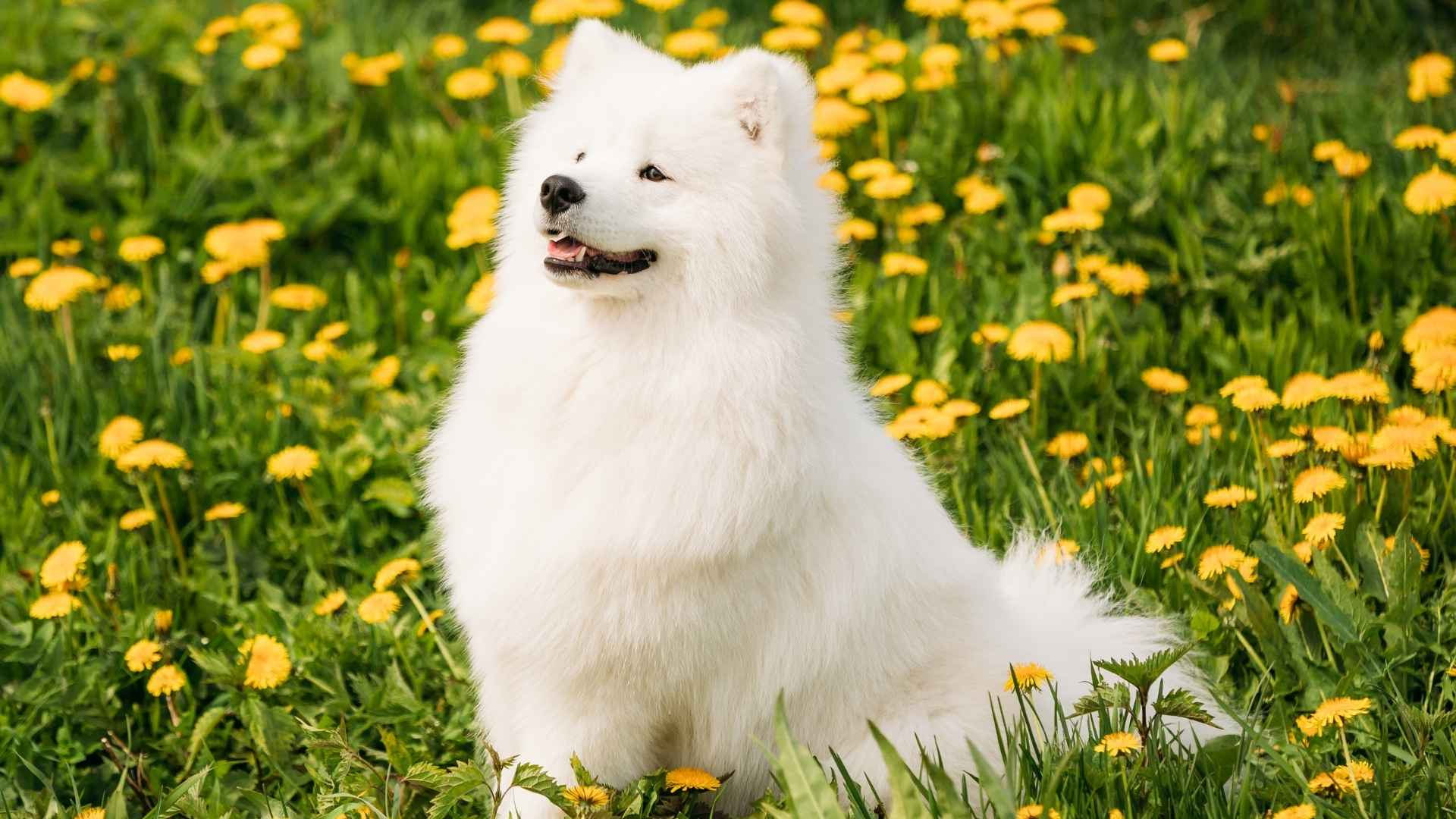 10 Most Expensive To Own Dog Breeds for Committed Dog Lovers
