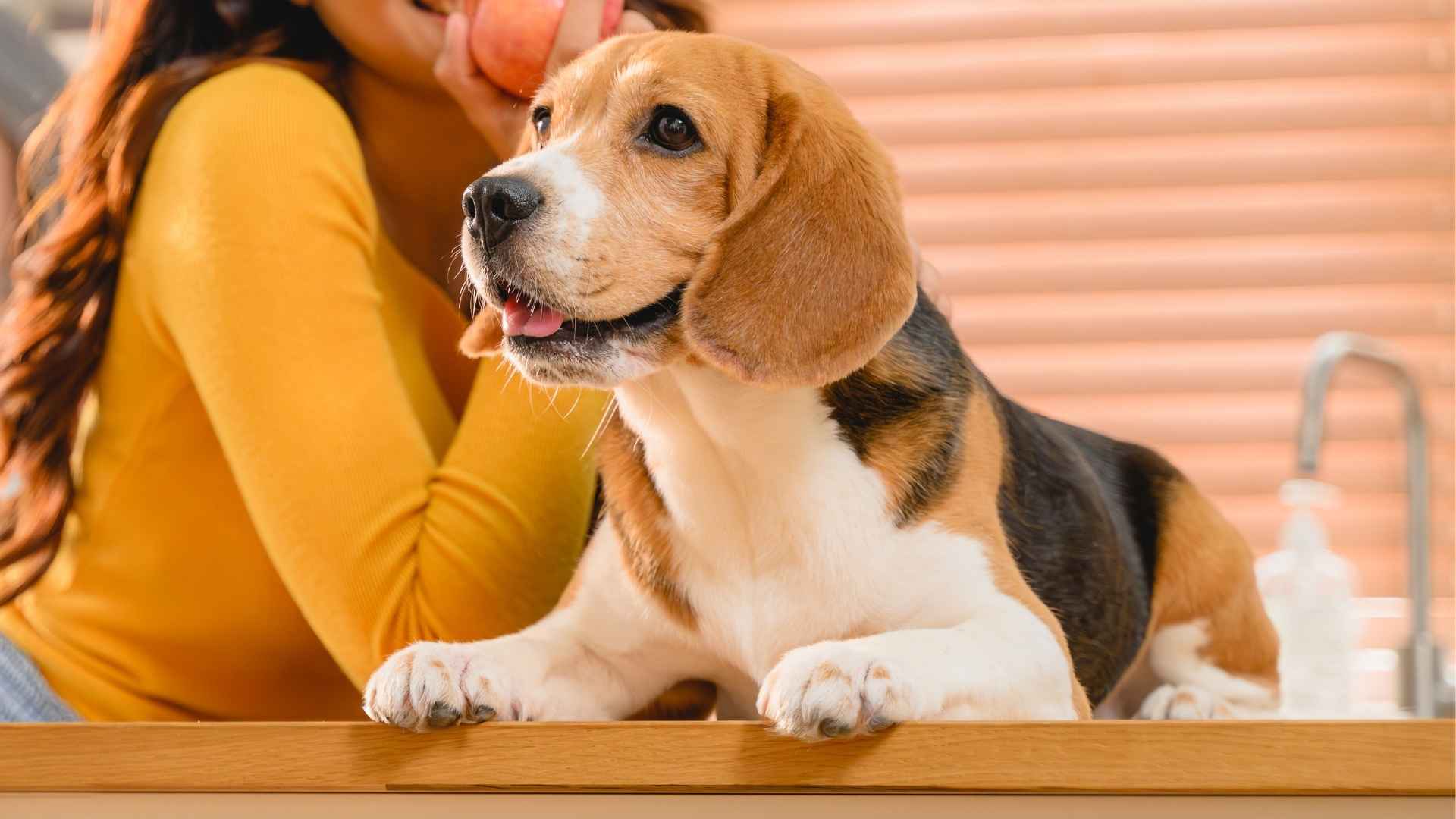 10 Most Faithful Dog Breeds That Will Always Stand By You