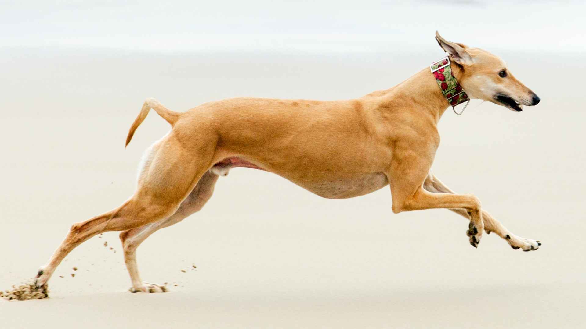 10 Most Fastest Dog Breeds in the World and What Makes Them So Quick