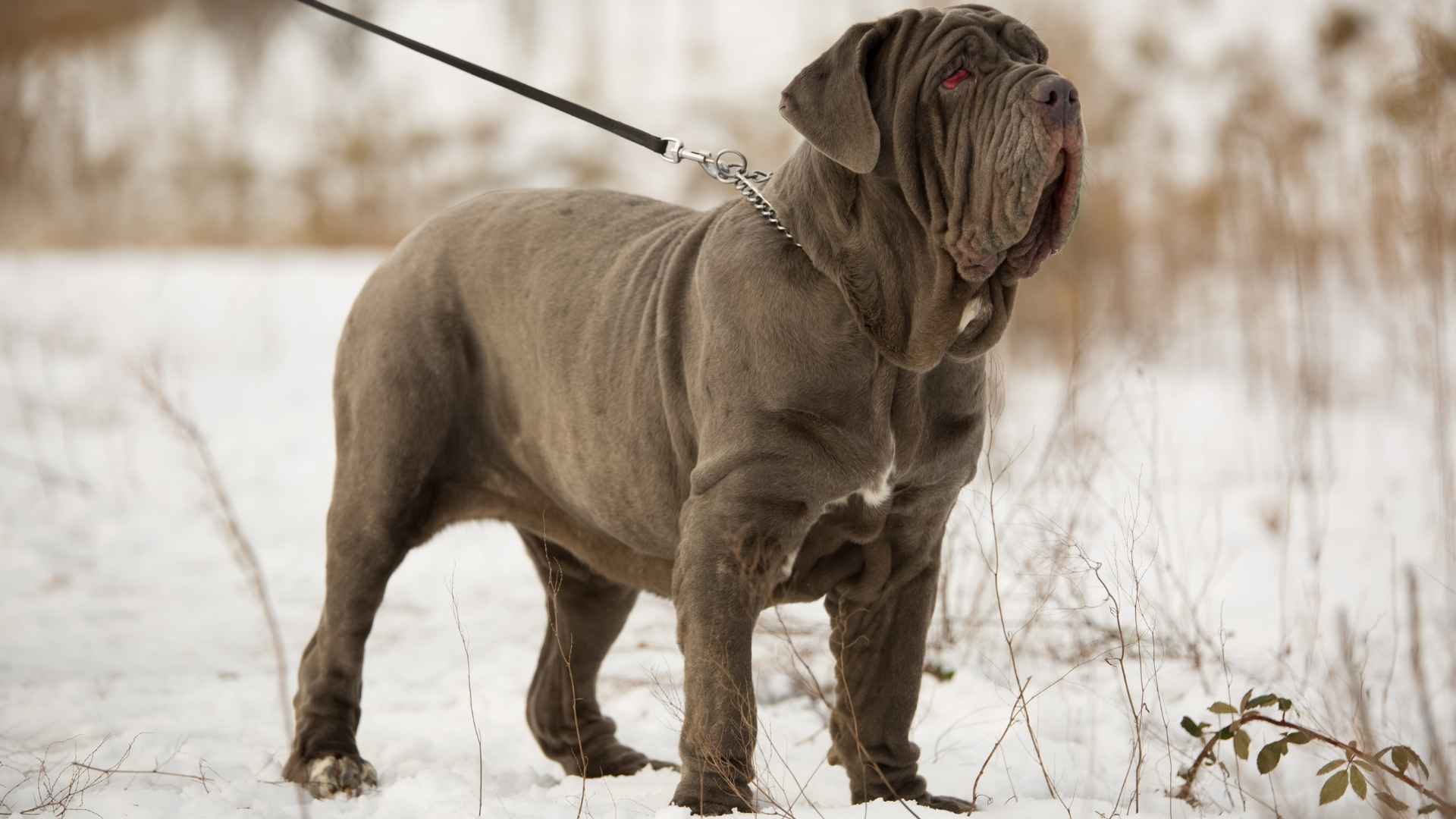 10 Most Heaviest Big Dog Breeds That Are True Giants