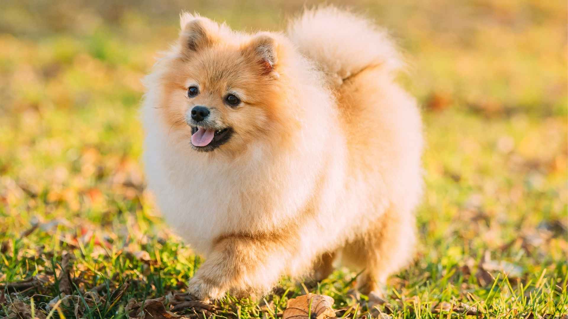 10 Most Instagrammed Dog Breeds: The Social Media Heros