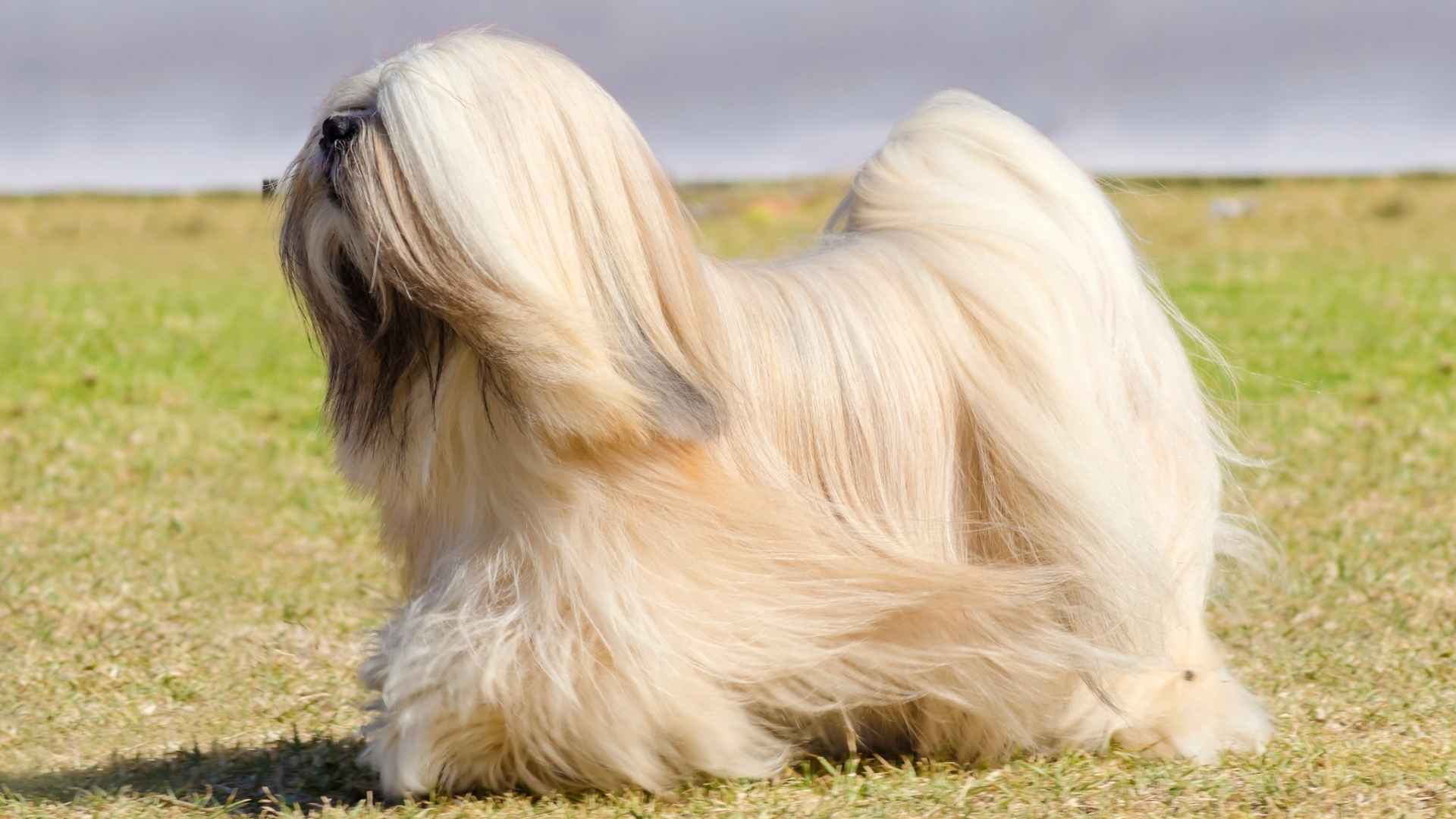 10 Most Long-Haired Dog Breeds In The World to Adore and Care For