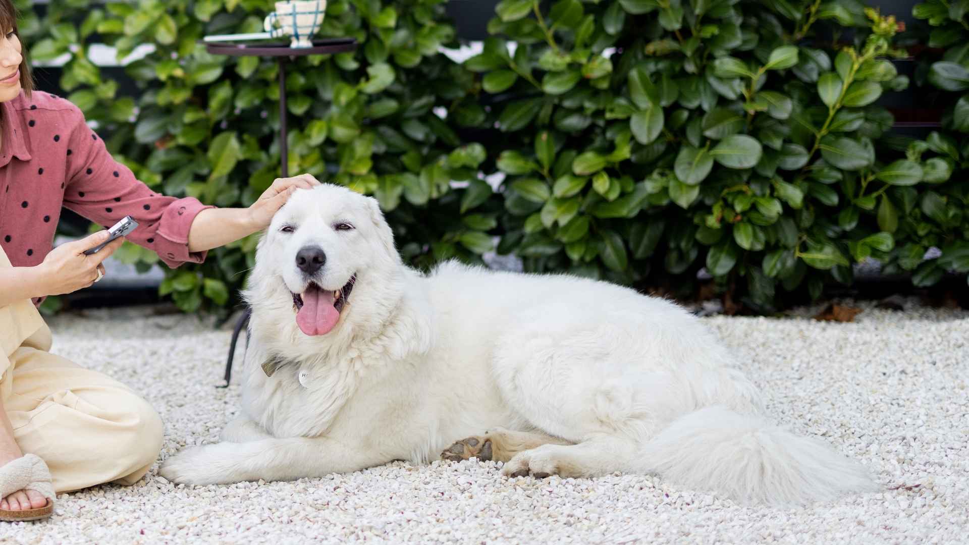 10 Most Loyal Dog Breeds: Find Your Faithful Mate