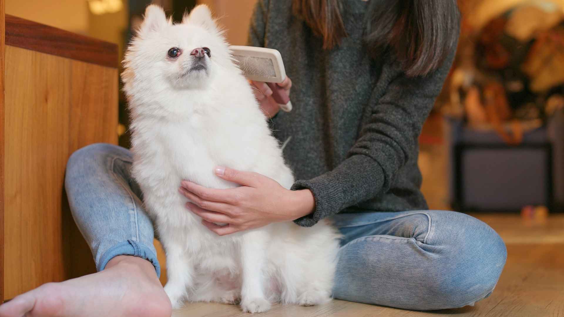 10 Most Self-Aware Dog Breeds That Might Surprise You