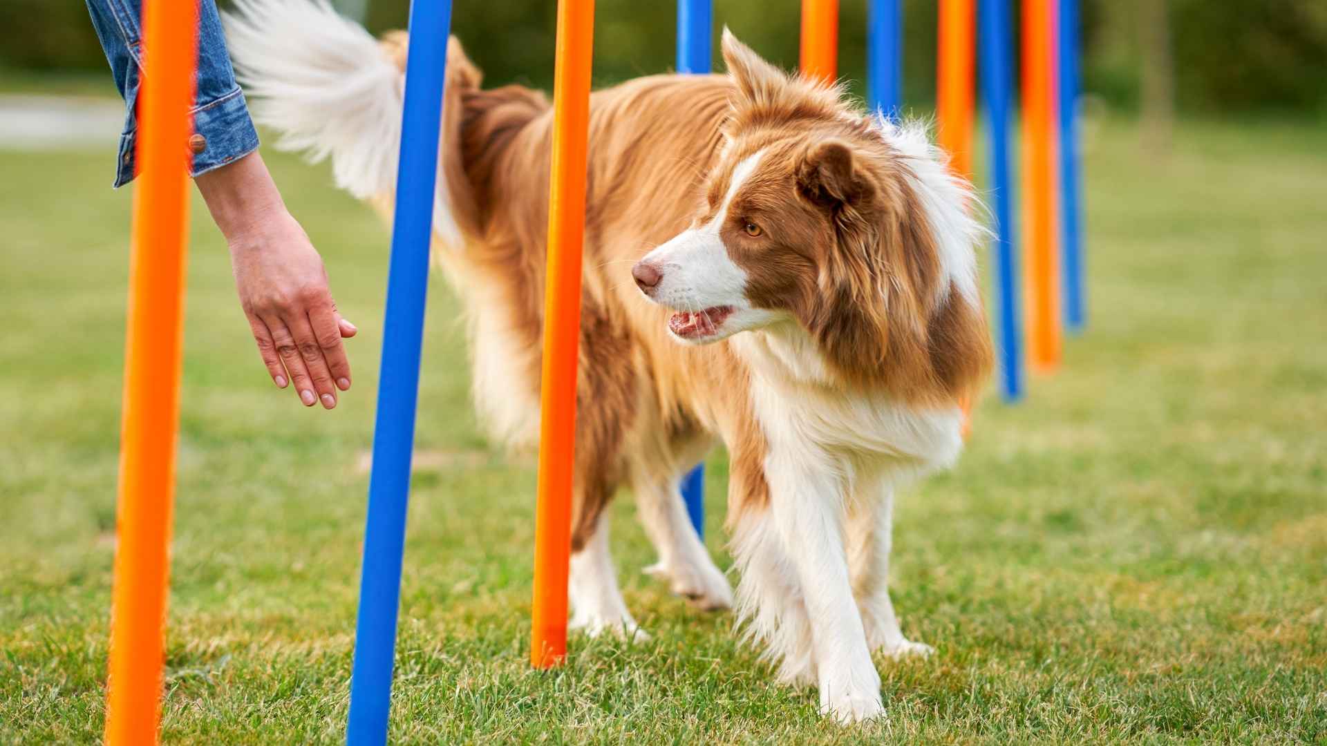 10 Most Smartest Dog Breeds In This World: Boundless Canine Intelligence