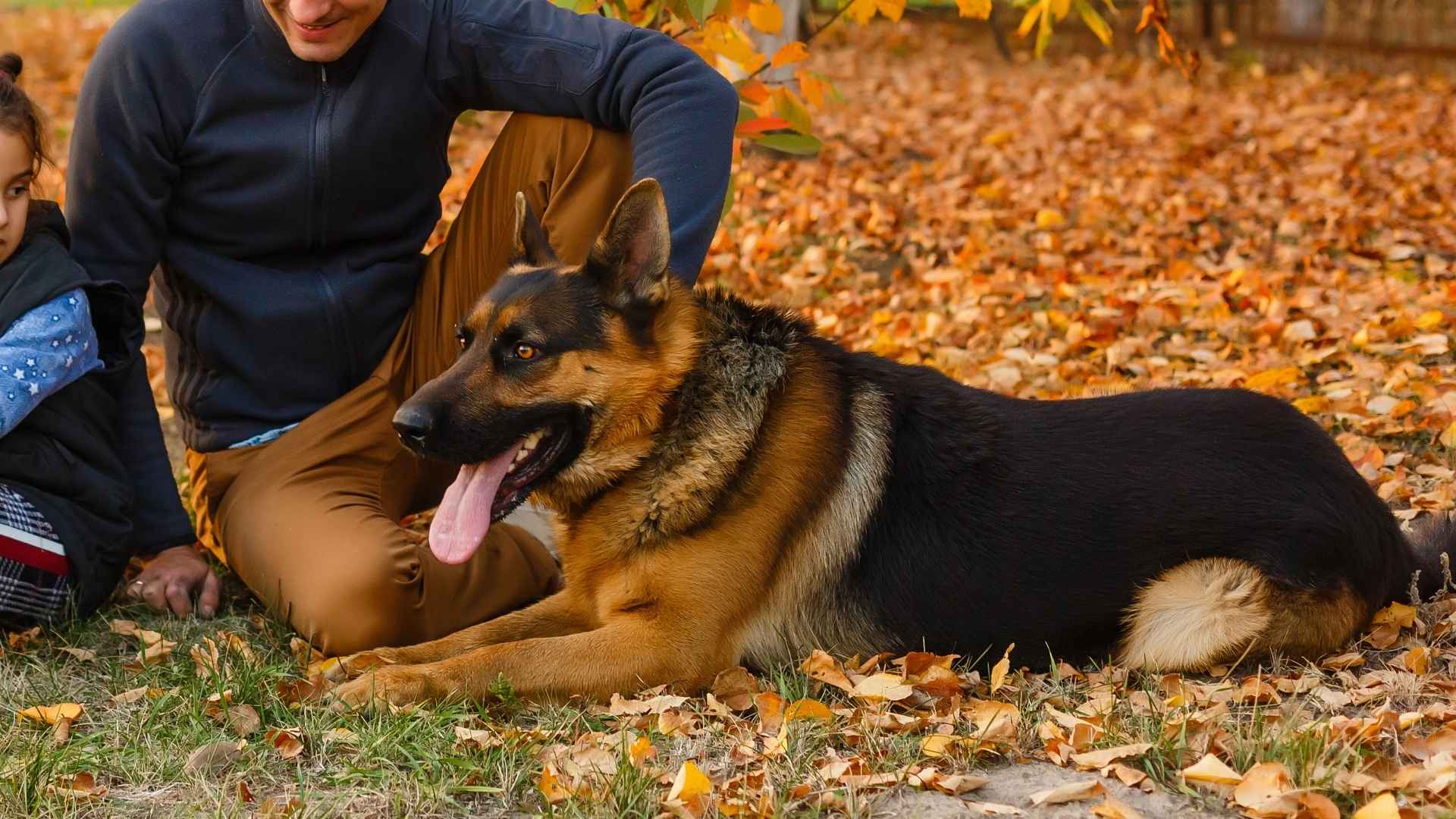 10 Most Watchful Guard Dog Breeds for Single Parents with Kids