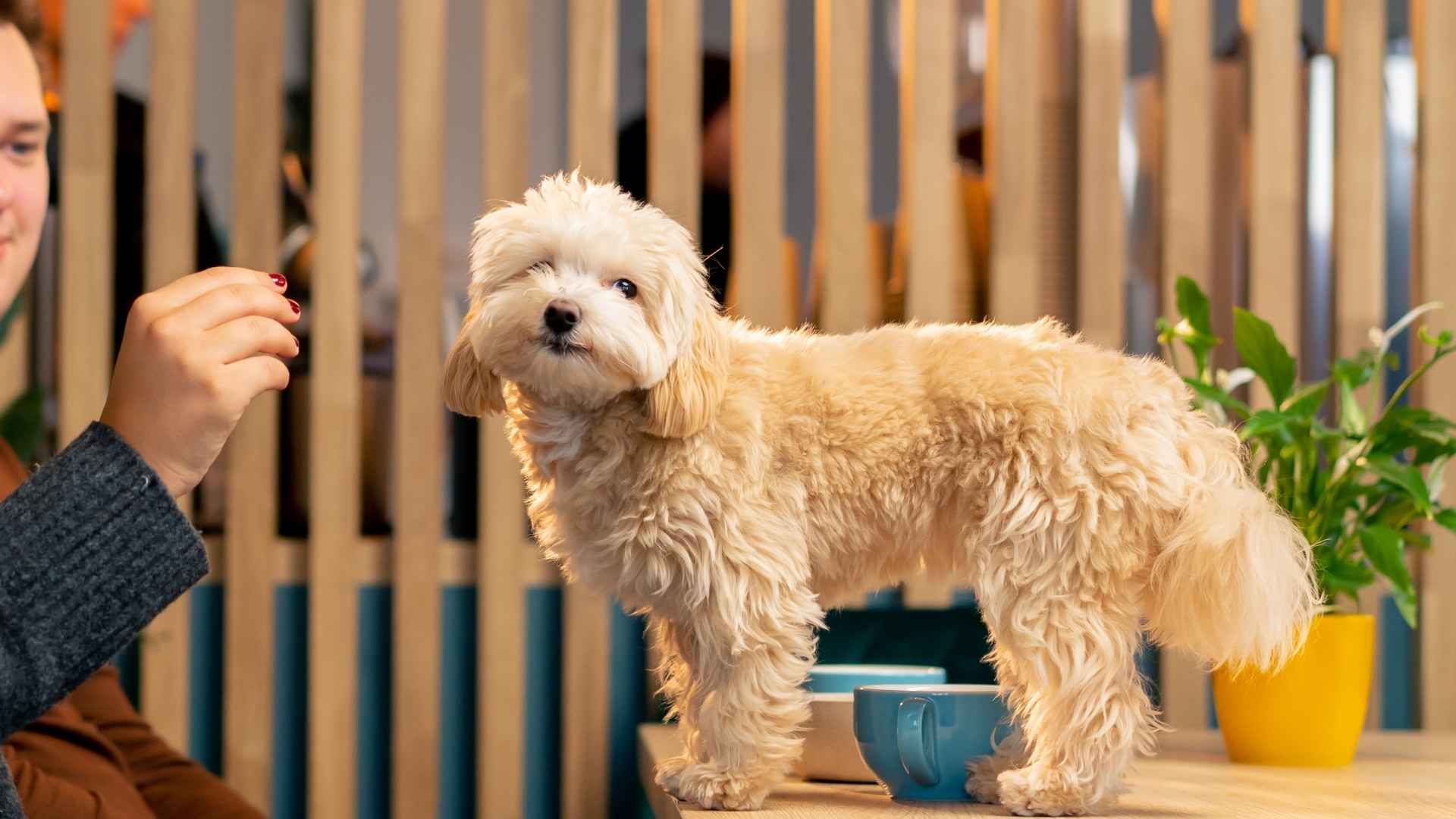 10 Non-Aggressive Dog Breeds That Get Along With Everyone