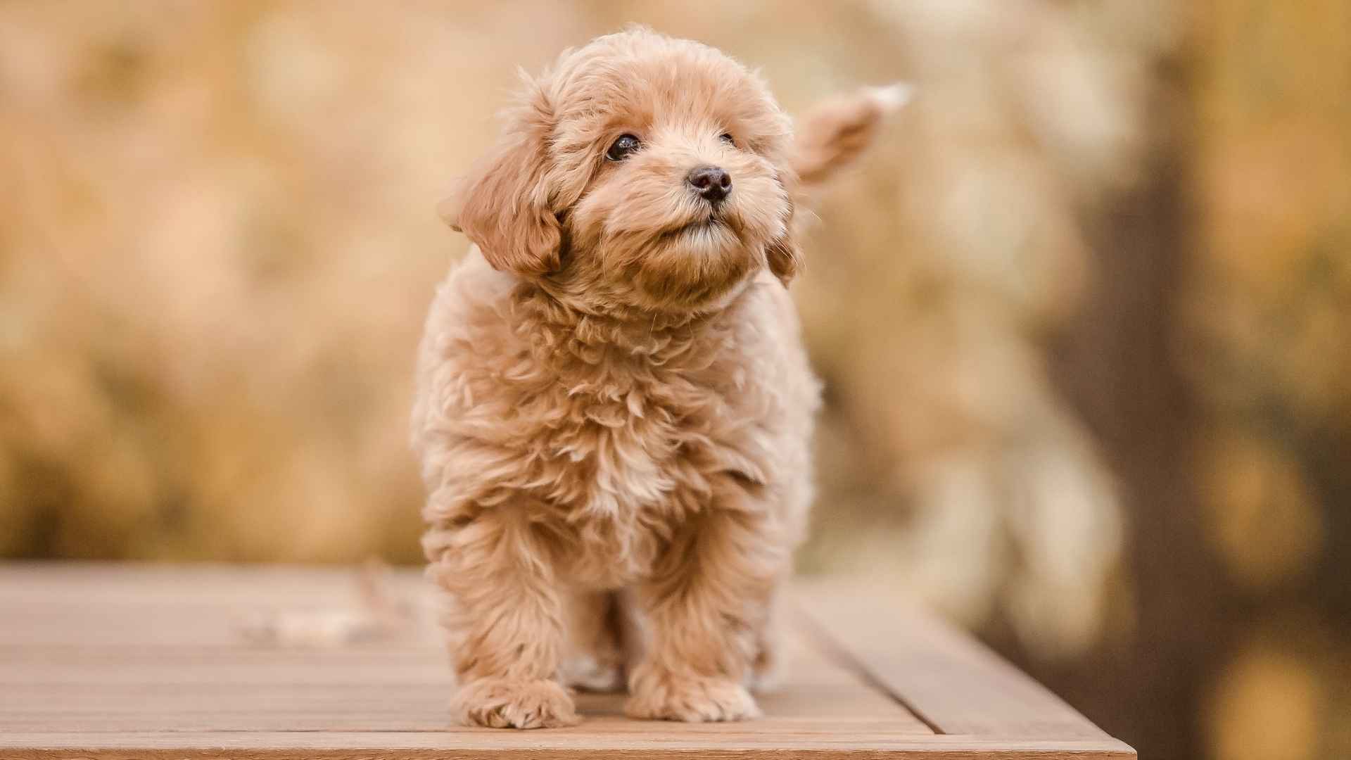 10 Puppy Breeds That Are Friendly and Full of Love