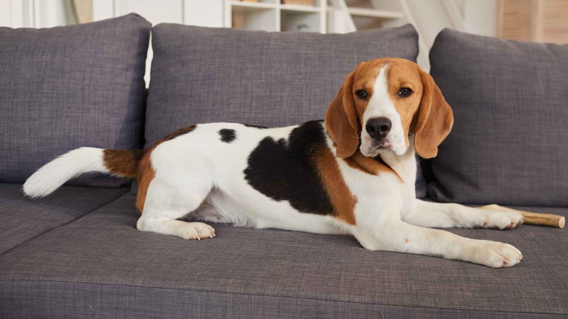10 Top Dog Breeds For Cozy Living Spaces That Love Compact Comfort
