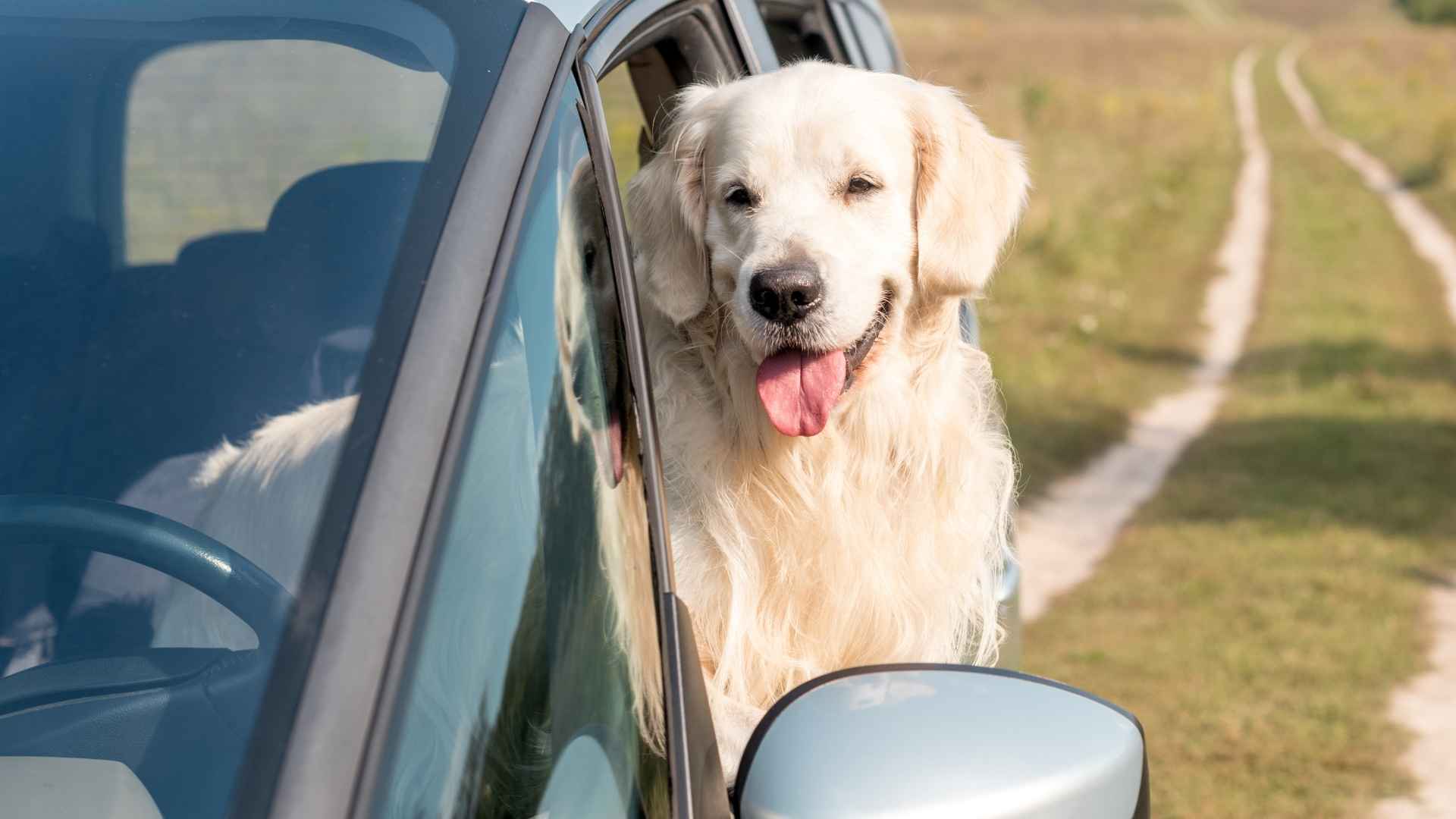 10 Top Dog Breeds That Can Handle Long Road Trips With Ease
