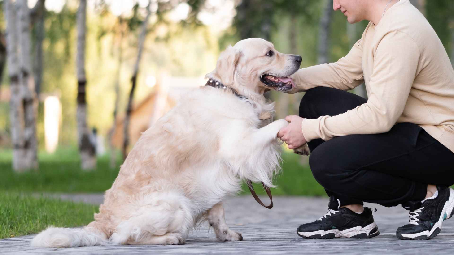 10 Top-Rated Dog Breeds Known For Being Obedient and Easygoing