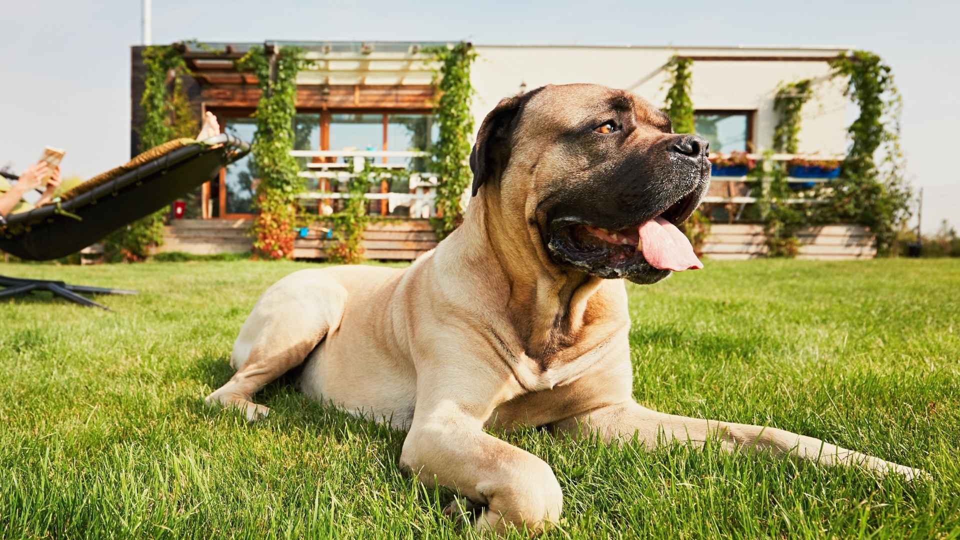 10 Ultimate Guard Dog Breeds For Suburban Homes That Watch Over Your Family