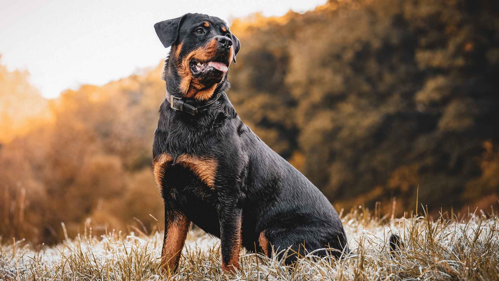 4 Types of Rottweiler Breeds that Win Hearts Everywhere They Go