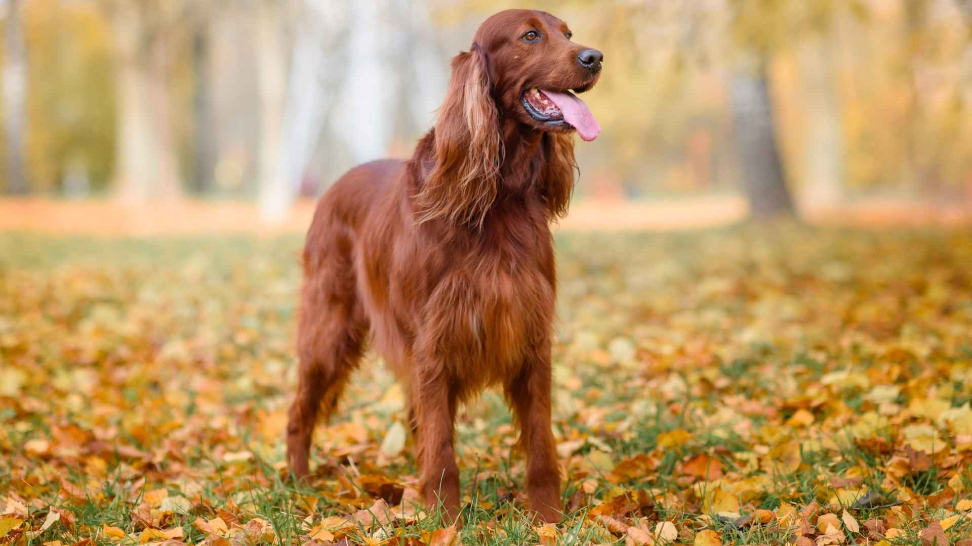 4 Types of Setter Dog Breeds You Need to Know