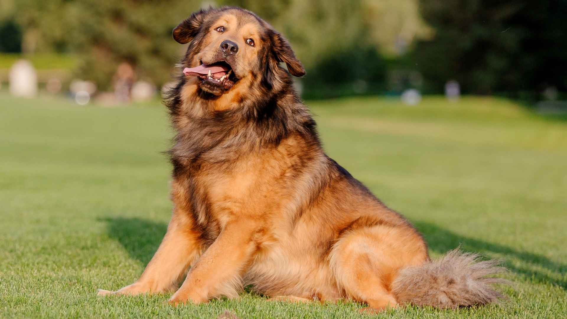 7 Active Giant Dog Breeds: Go Big or Go Home!