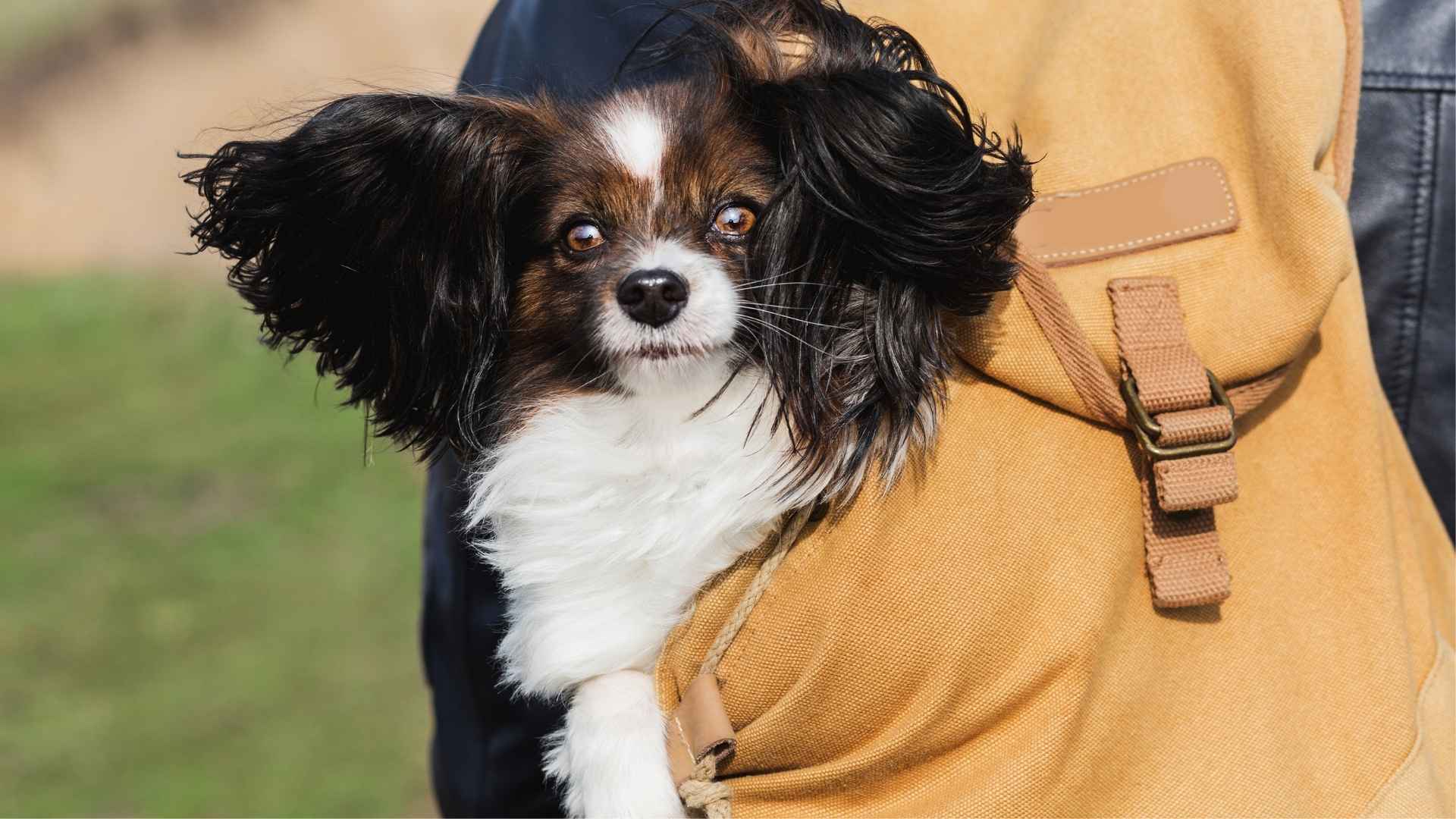 7 Active Pocket-Sized Dog Breeds for On-the-Go Lifestyles