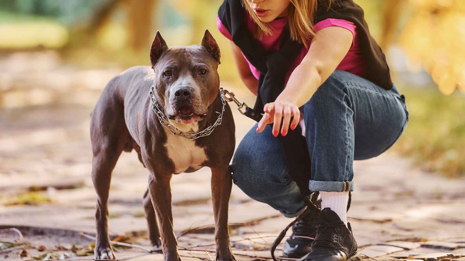 7 Active Rescue Dog Breeds Built for Action and Endurance