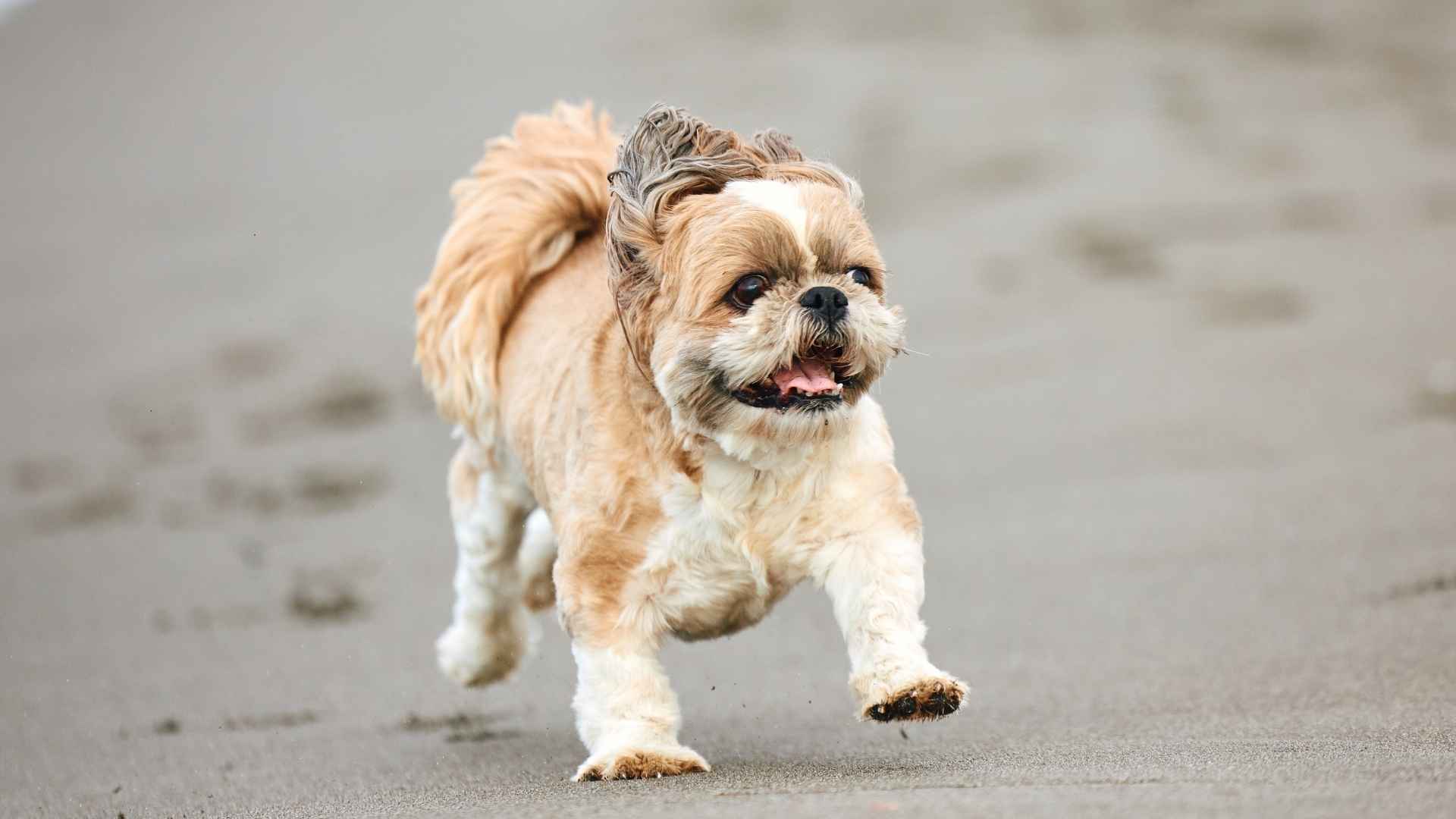 7 Active Teacup Dog Breeds Perfect for Energetic Pet Owners