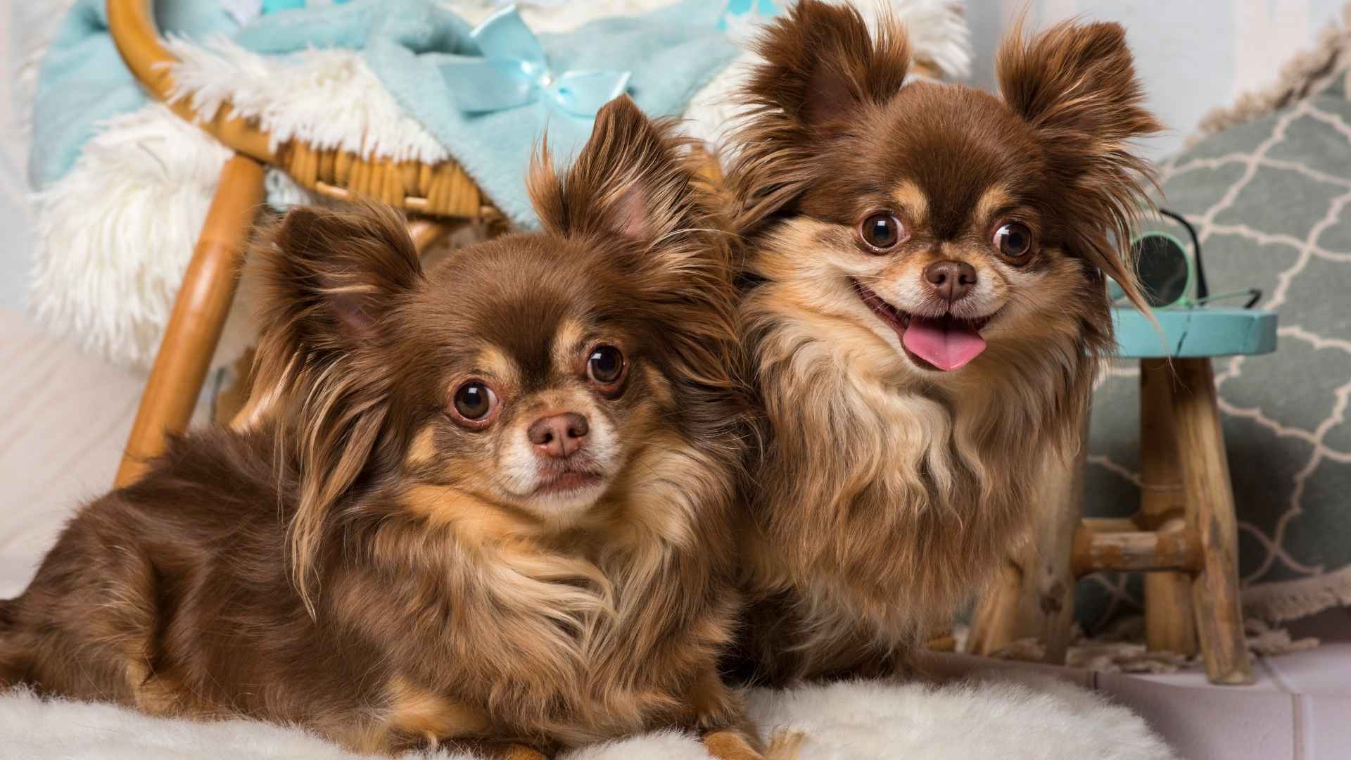 7 Affordable Small Dog Breeds for Budget-Conscious Pet Lovers